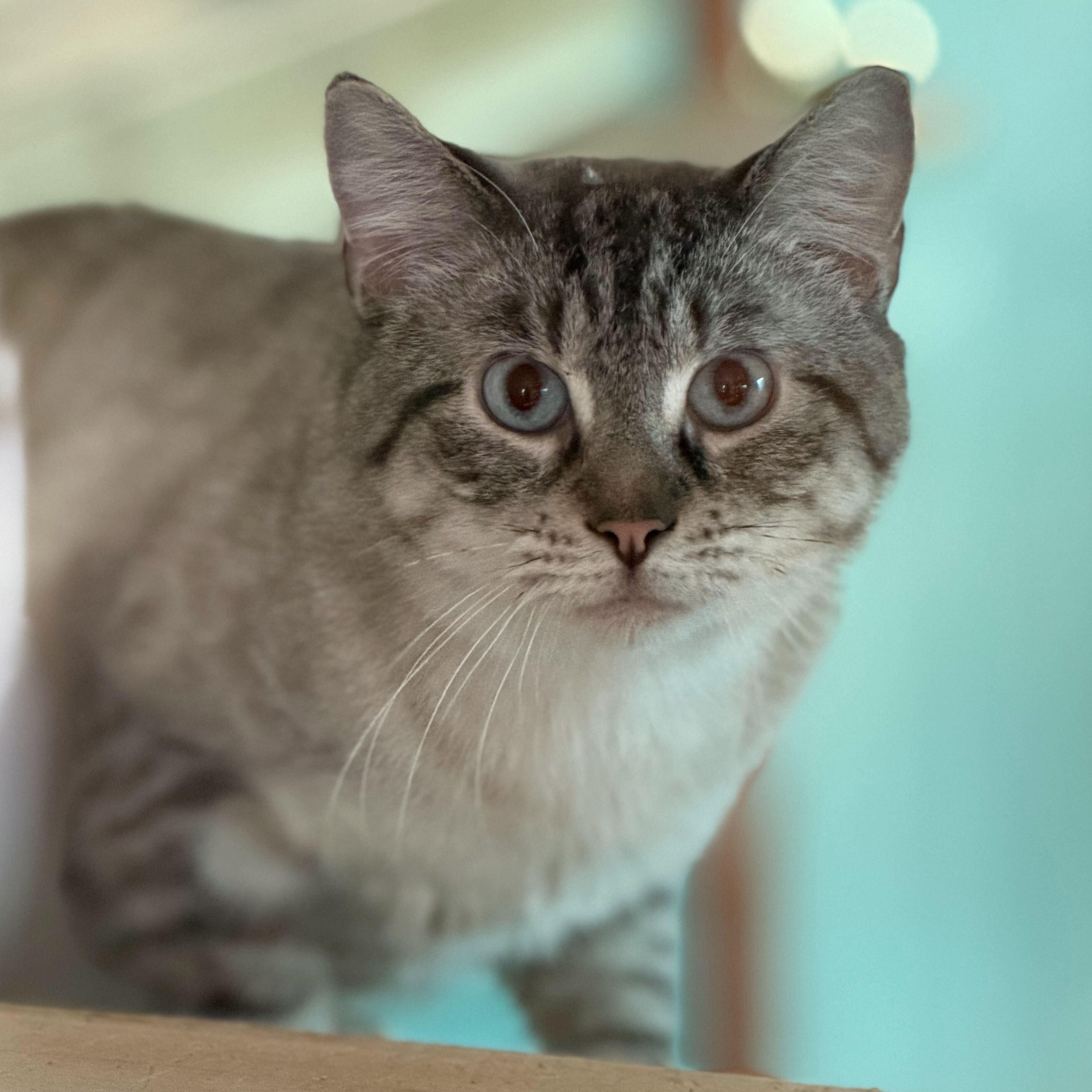 Falcon, ADOPTABLE, Adult Male Domestic Short Hair & Tabby.