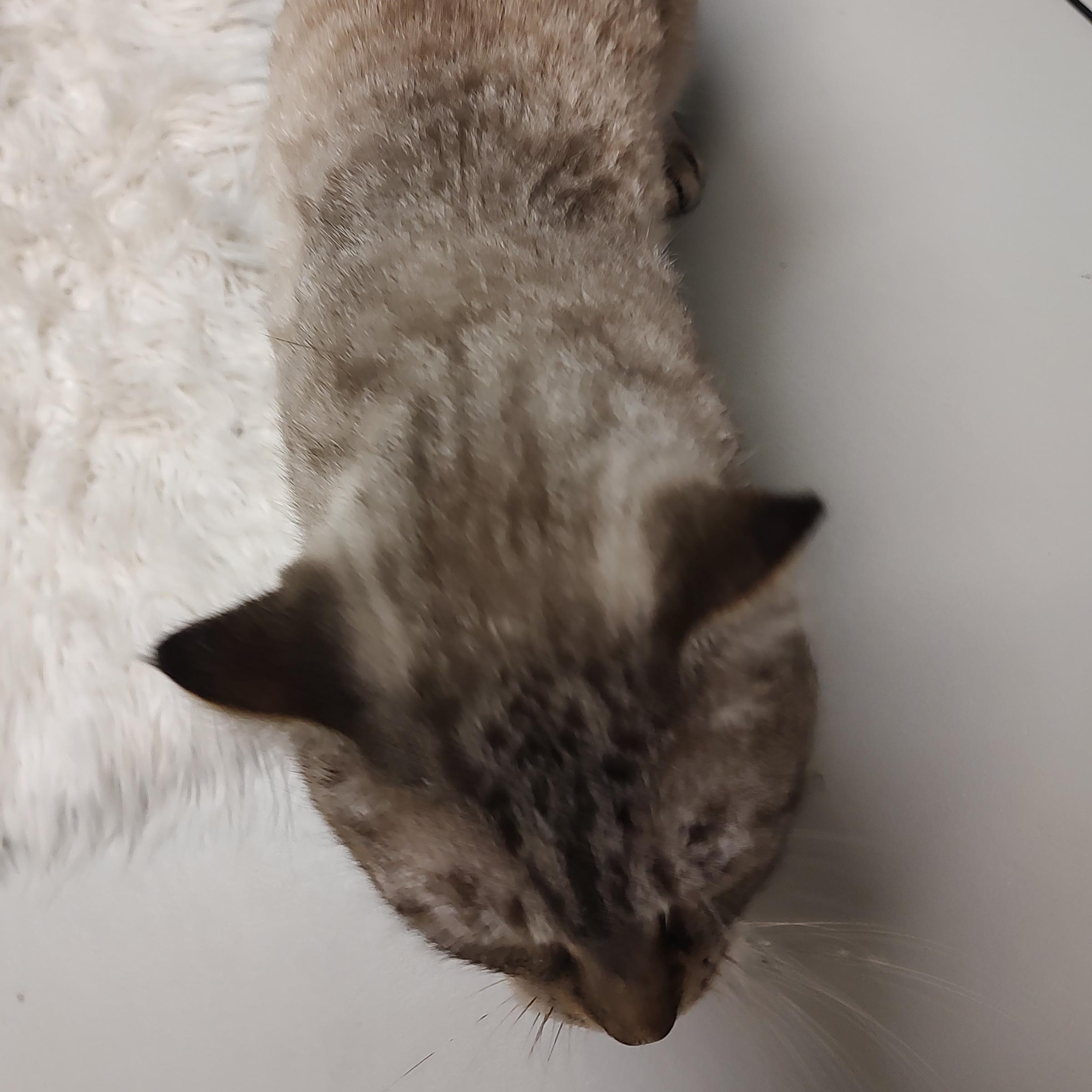 Falcon, a ADOPTABLE mixed breed image 2/3