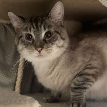 Falcon, a ADOPTABLE mixed breed image 3/3