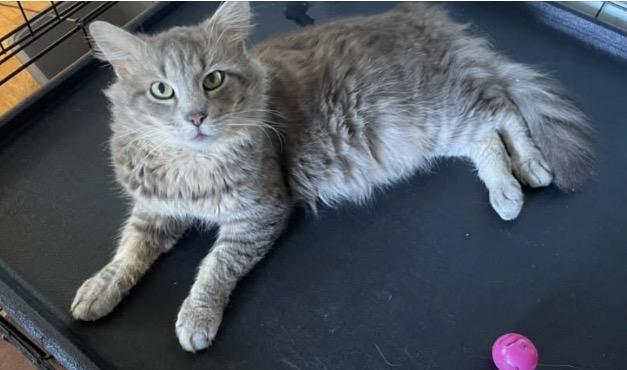 Silver Streak, ADOPTABLE, Adult Male Domestic Long Hair & Maine Coon.