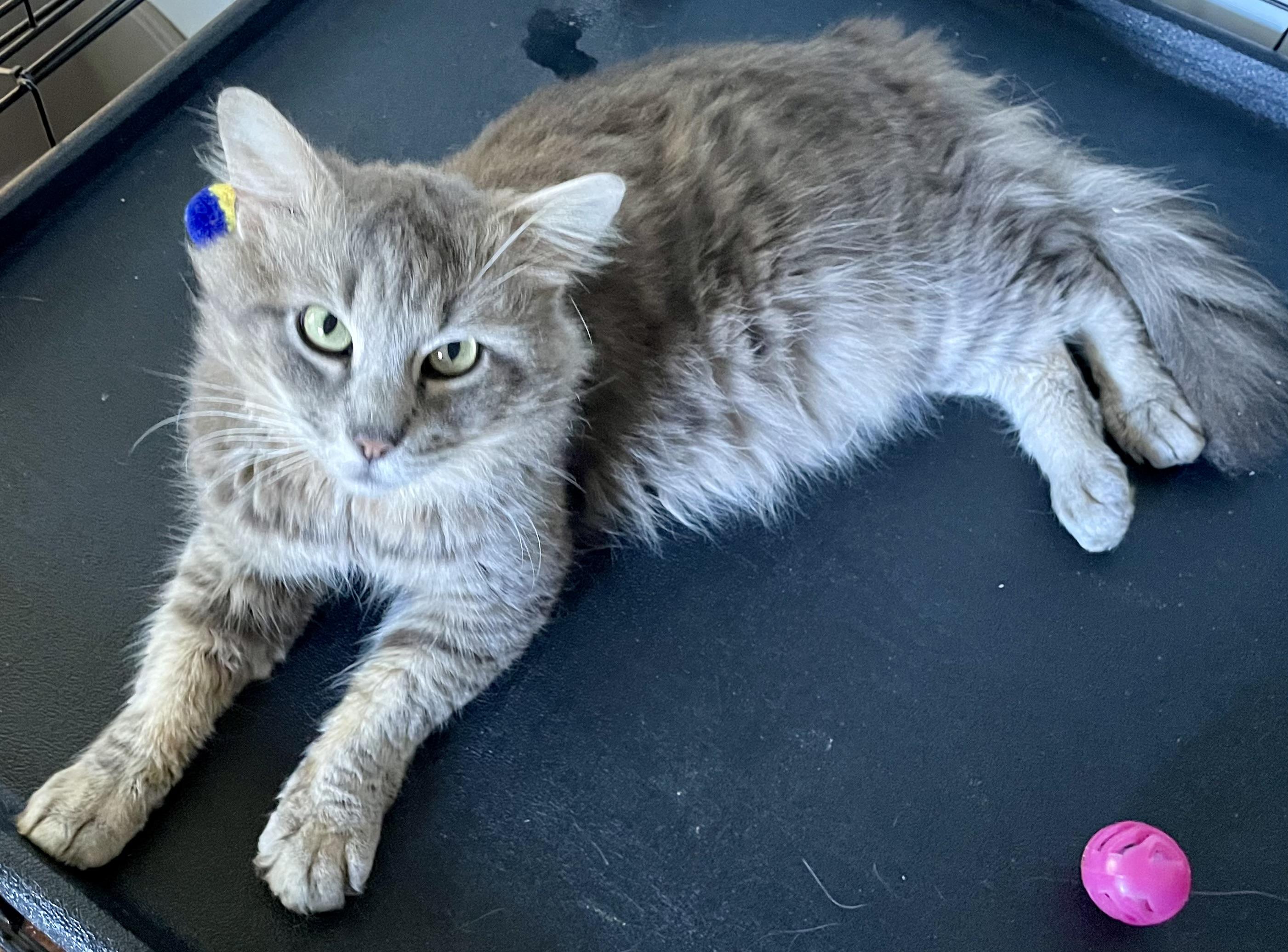 Enlarge Silver Streak, a ADOPTABLE mixed breed in Red Bank, NJ image 2/3