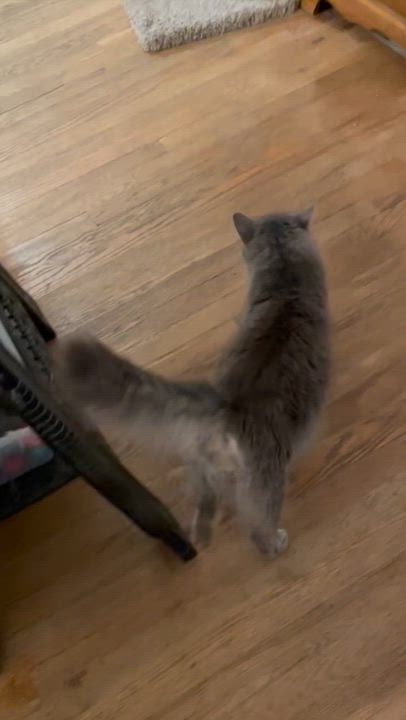 Enlarge Silver Streak, a ADOPTABLE mixed breed in Red Bank, NJ video 3/3