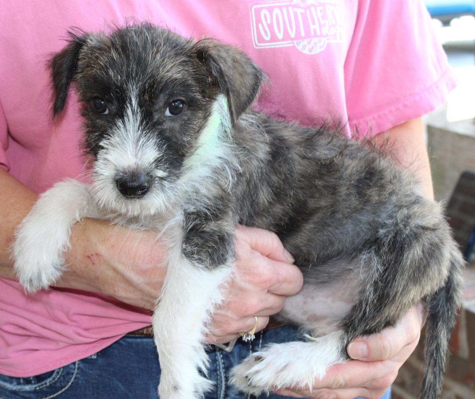 Zeke 44378, Adopted, Puppy Male Terrier.