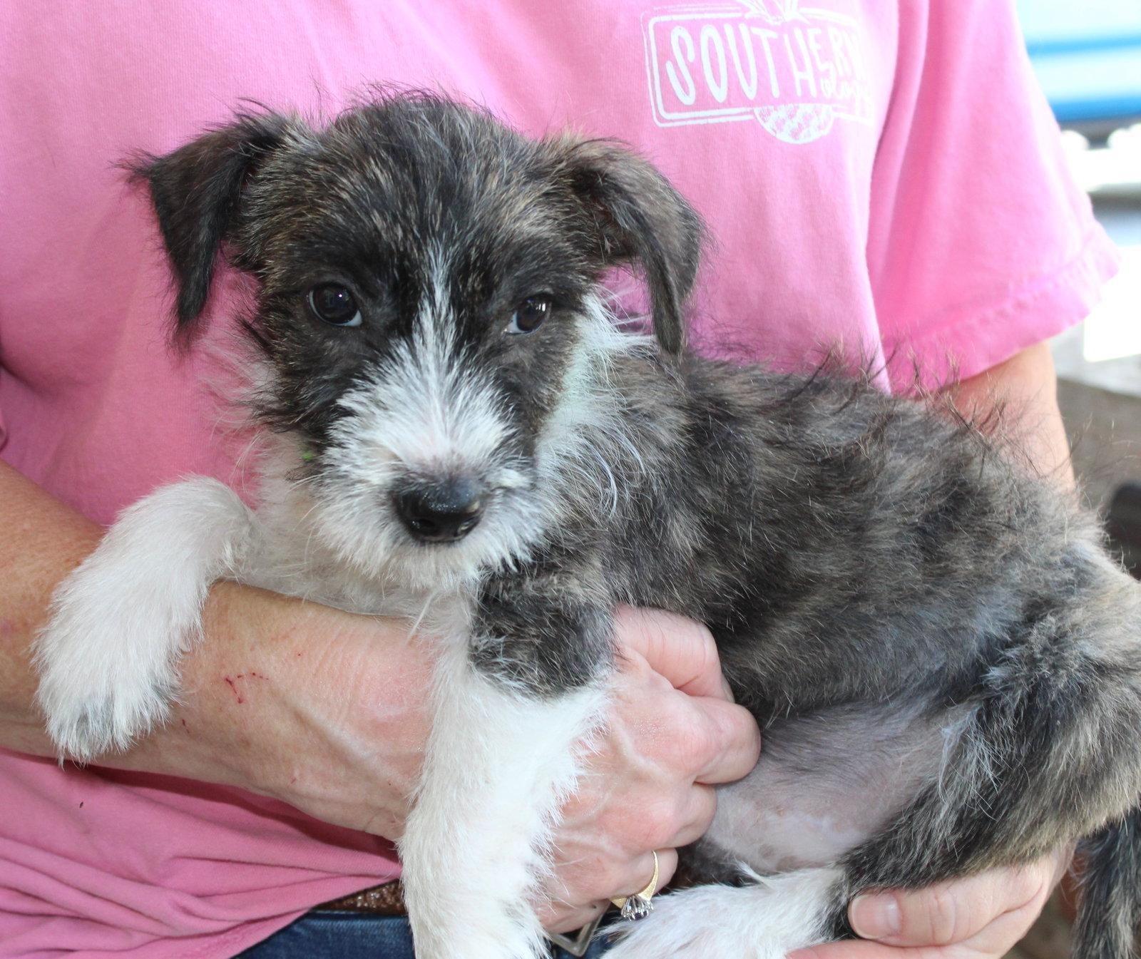 Enlarge Zeke 44378, a Adopted Terrier in Prattville, AL image 2/3