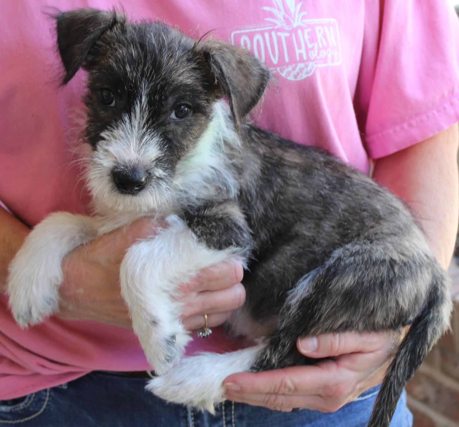 Enlarge Zeke 44378, a Adopted Terrier in Prattville, AL image 3/3