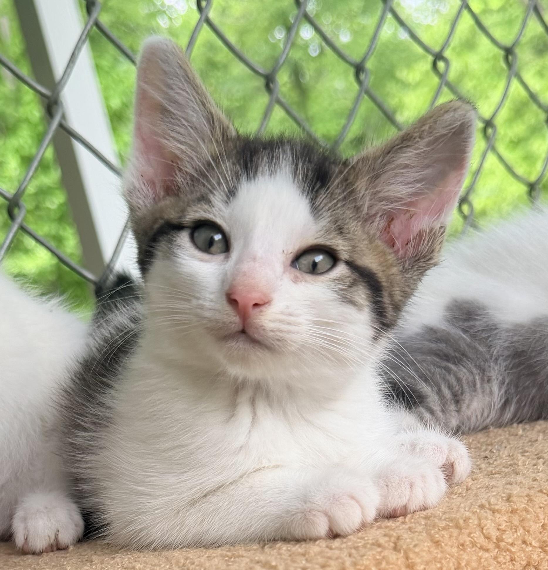 Enlarge Cupcake, an adopted mixed breed in Pittsburgh, PA image 2/5