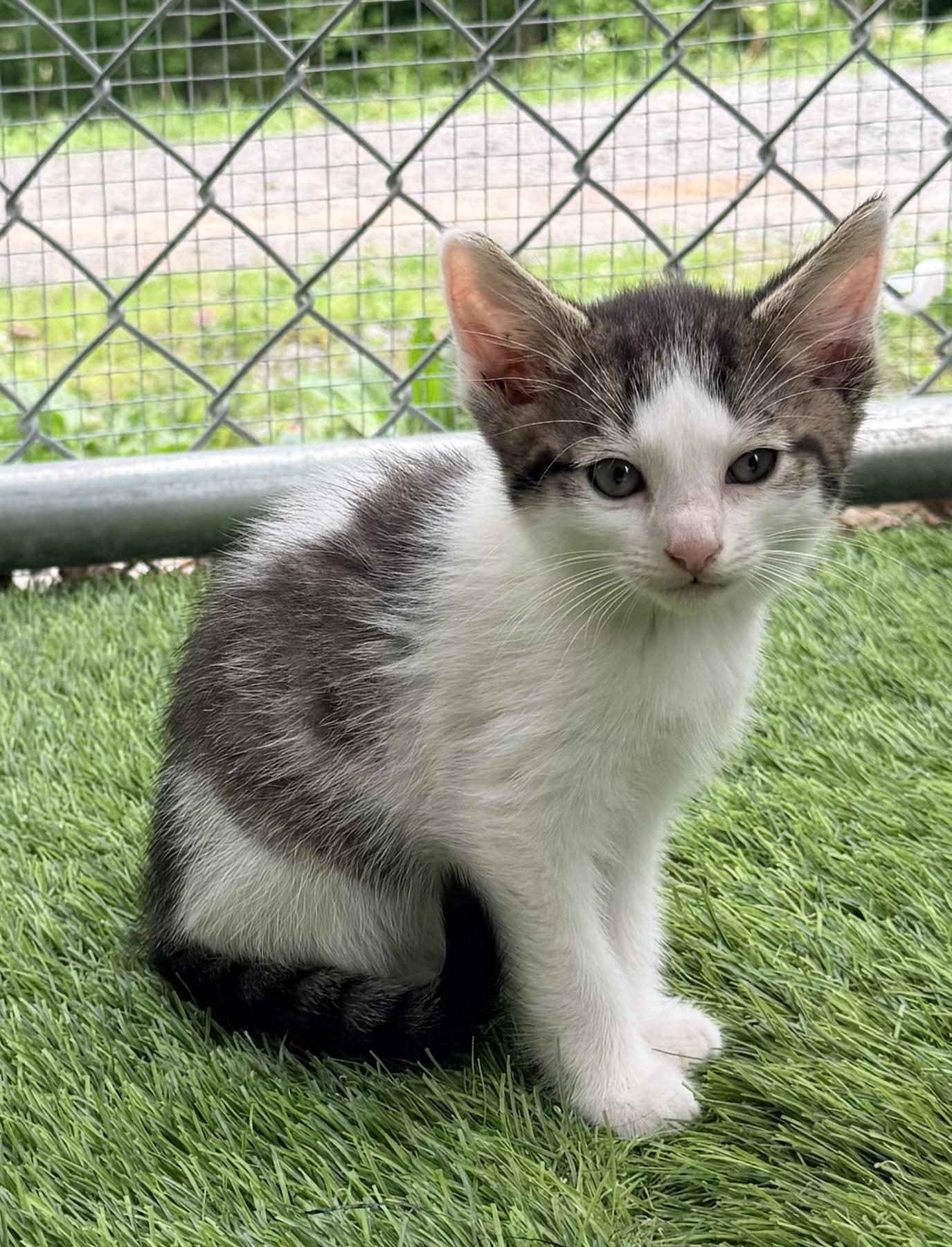 Enlarge Cupcake, an adopted mixed breed in Pittsburgh, PA image 4/5