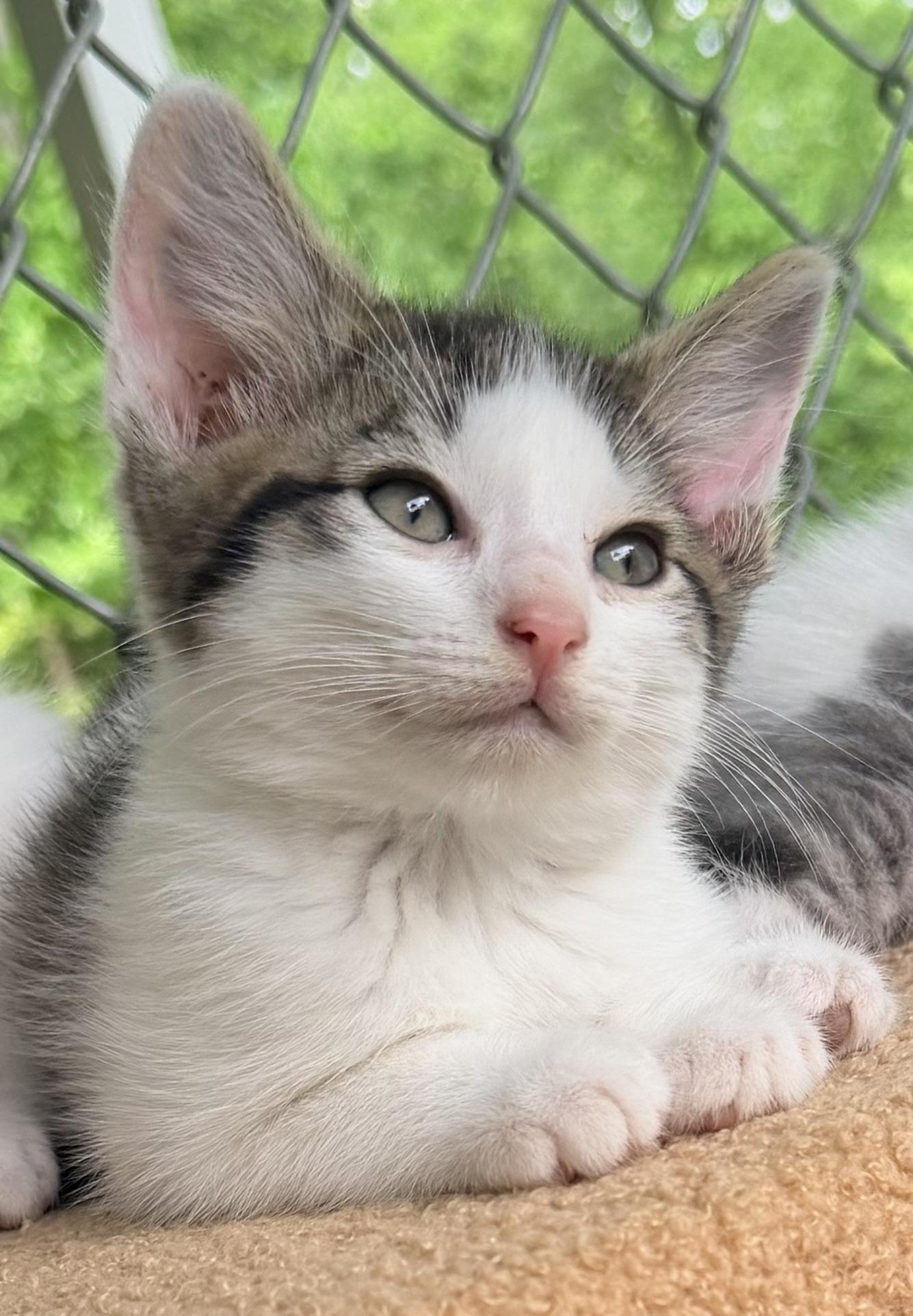 Enlarge Cupcake, an adopted mixed breed in Pittsburgh, PA image 5/5