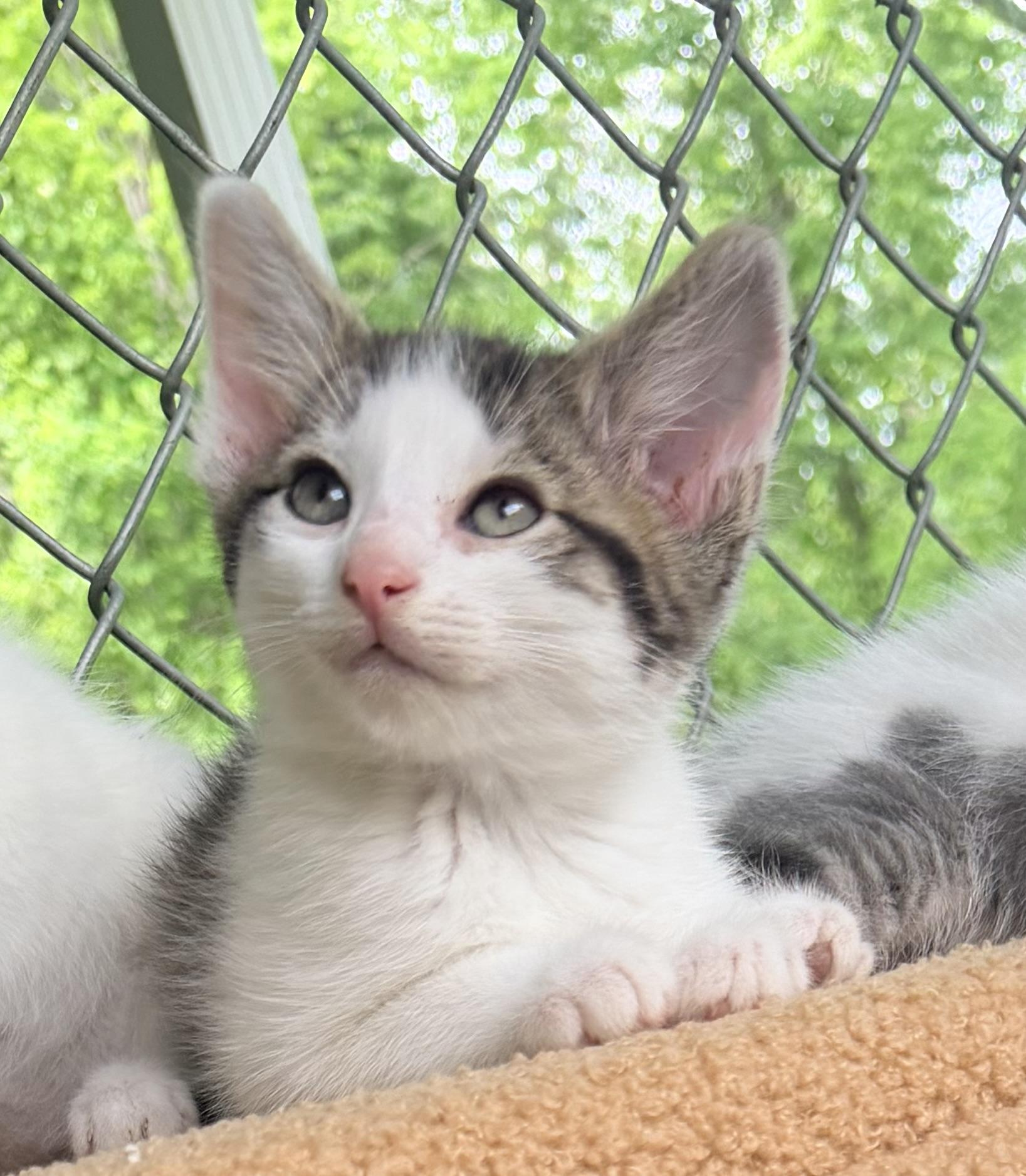 Enlarge Cupcake, an adopted mixed breed in Pittsburgh, PA image 3/5