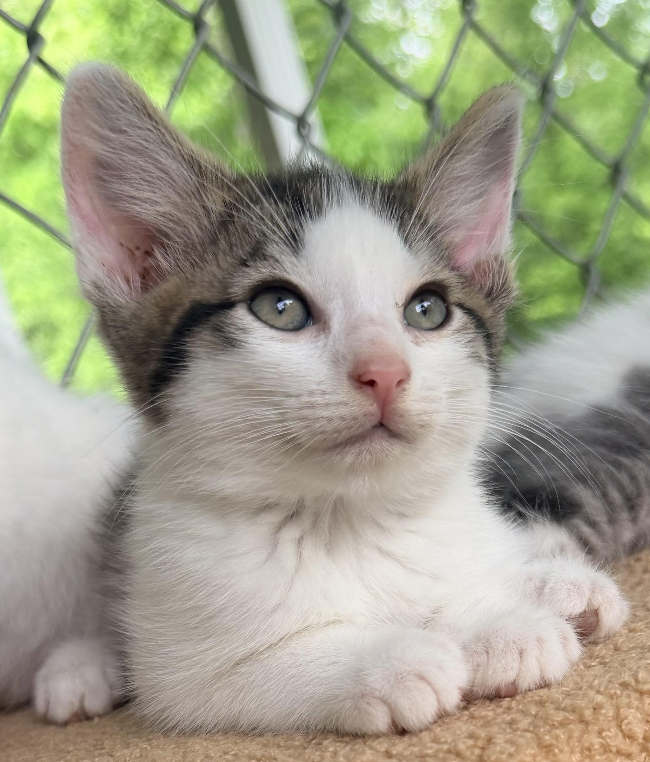 Cupcake, adopted, Kitten Male Tabby & Domestic Short Hair.