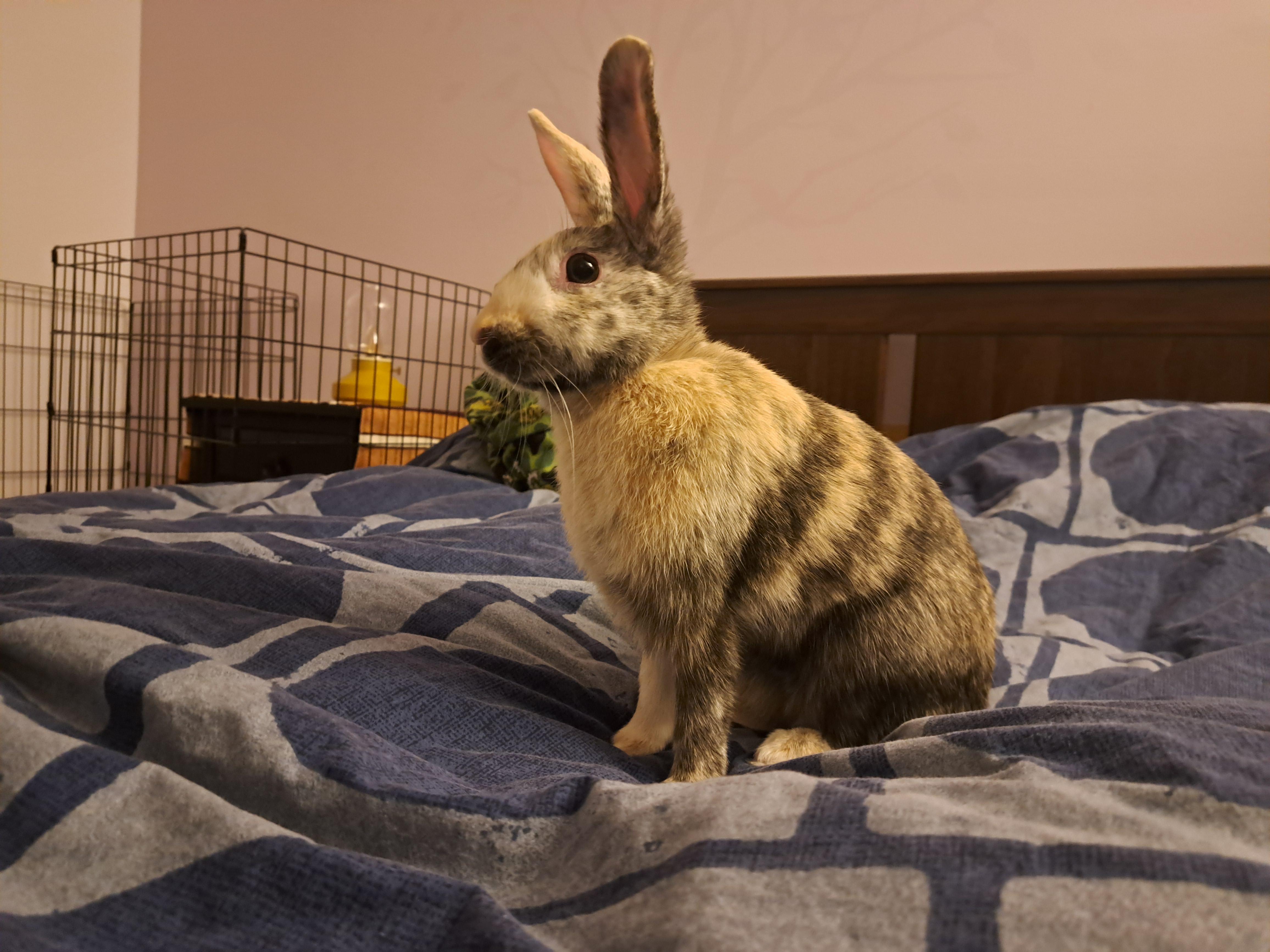 Enlarge Tiger Lily (Vancouver), a Adoptable mixed breed in Vancouver, BC image 5/6