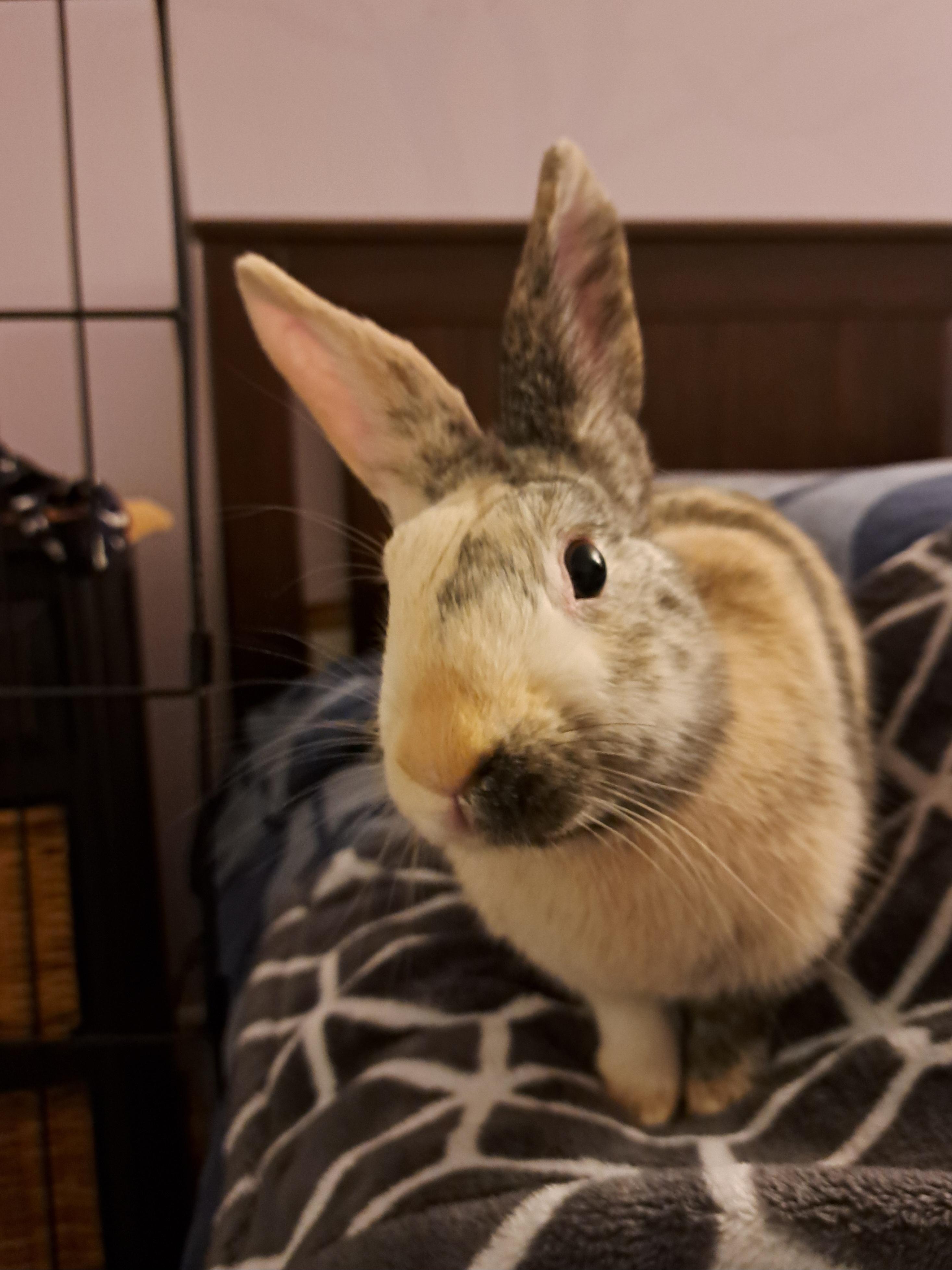 Enlarge Tiger Lily (Vancouver), a Adoptable mixed breed in Vancouver, BC image 6/6
