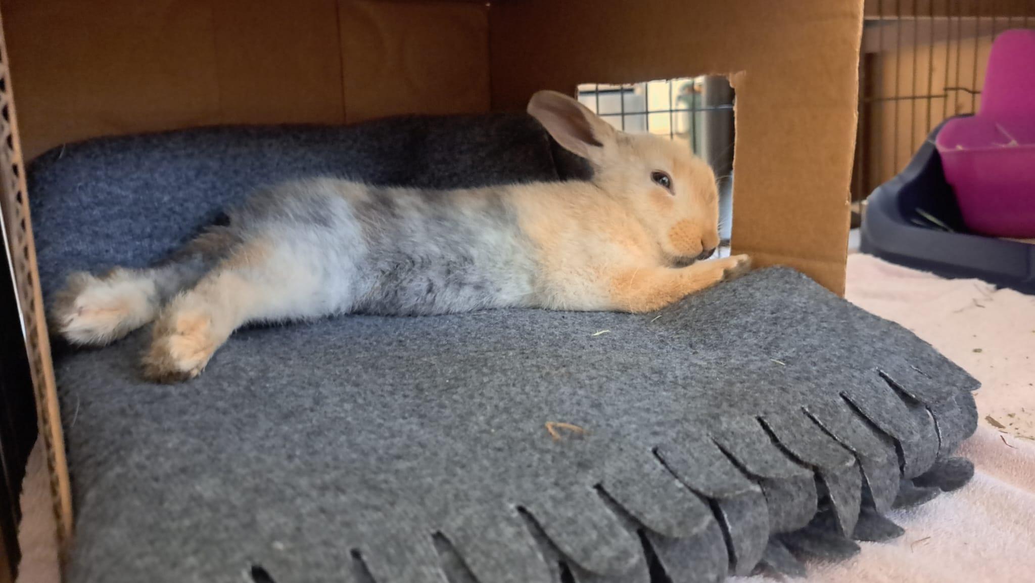 Enlarge Tiger Lily (Vancouver), a Adoptable mixed breed in Vancouver, BC image 1/6