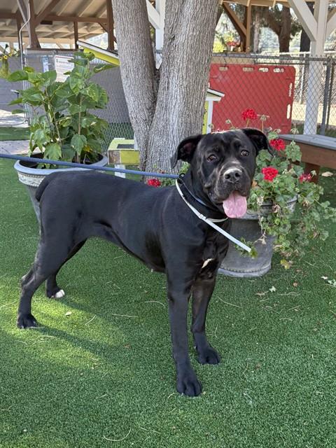 STELLA, Adoptable, Adult Female Cane Corso.