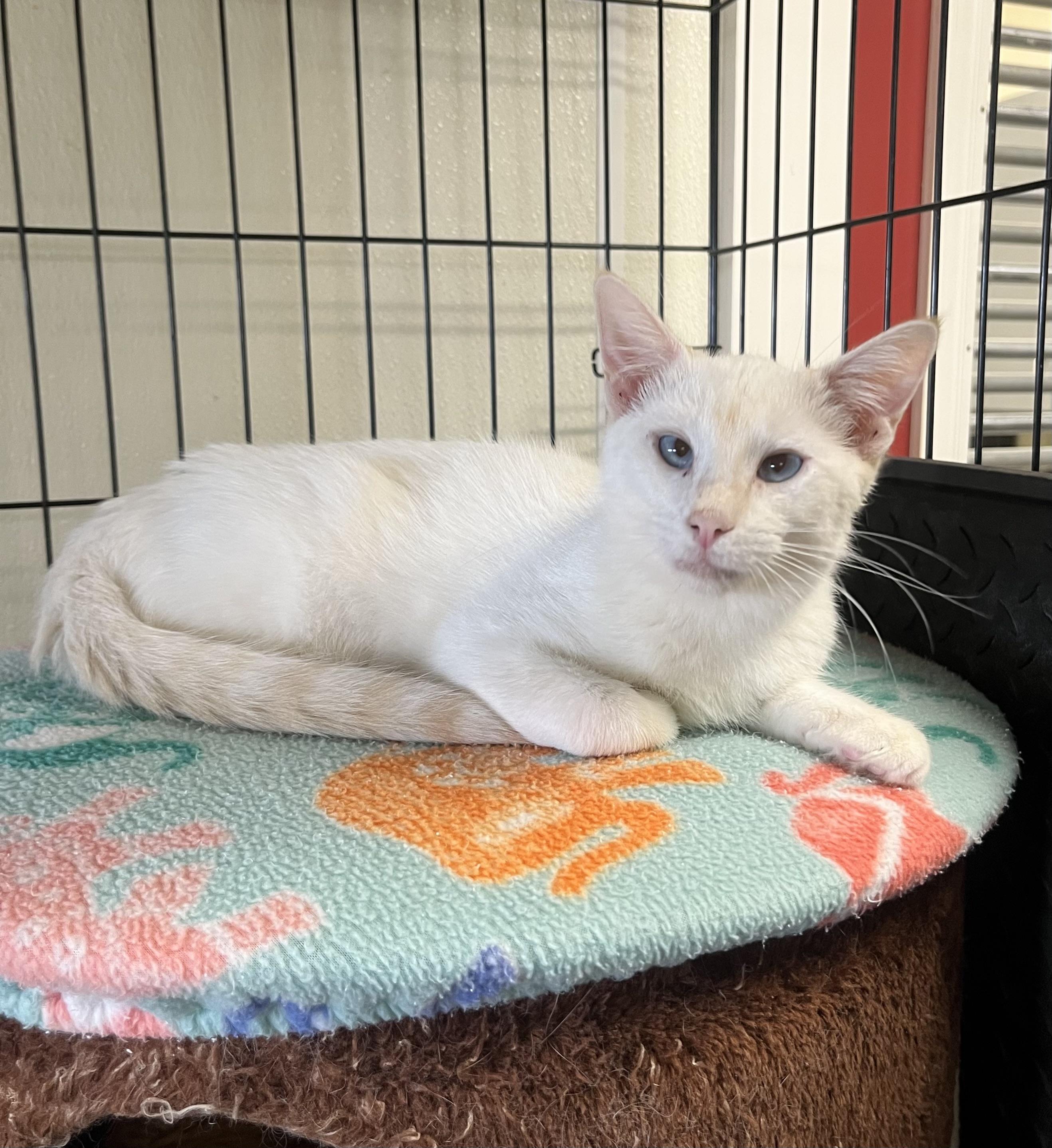 Enlarge Merlin, a Adoptable Siamese in Hillsboro, TX image 1/5