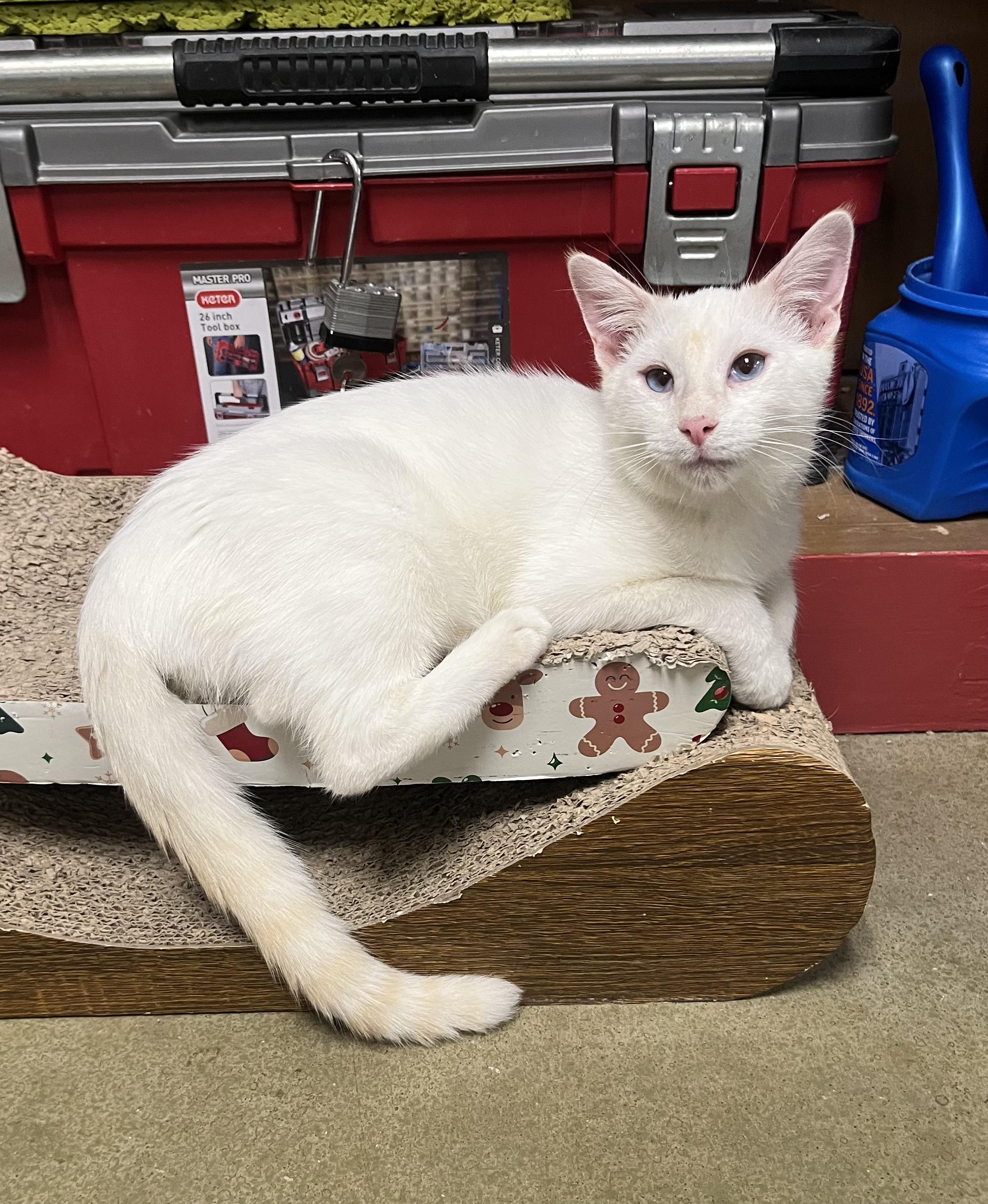 Enlarge Merlin, a Adoptable Siamese in Hillsboro, TX image 3/5