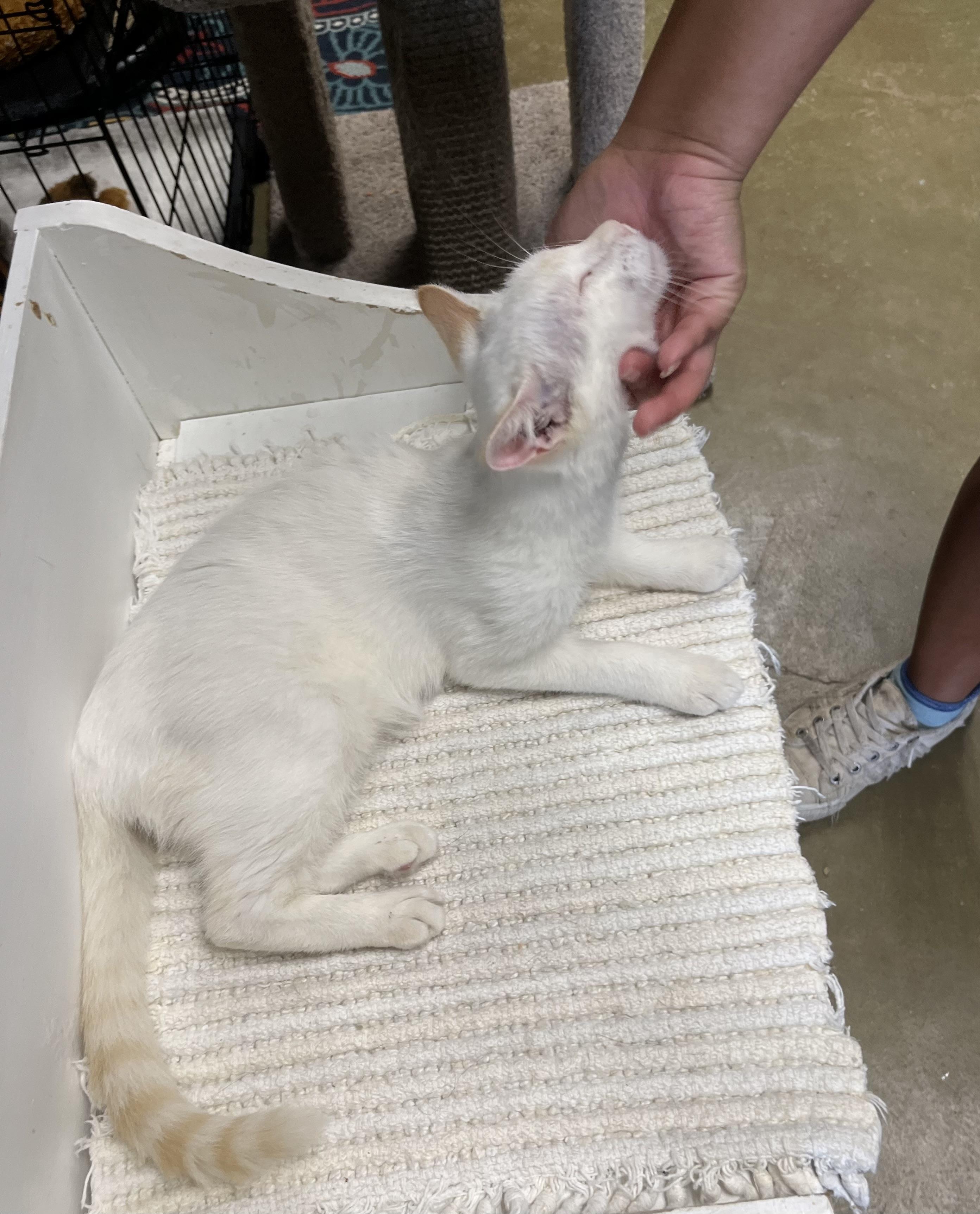 Enlarge Merlin, a Adoptable Siamese in Hillsboro, TX image 4/5
