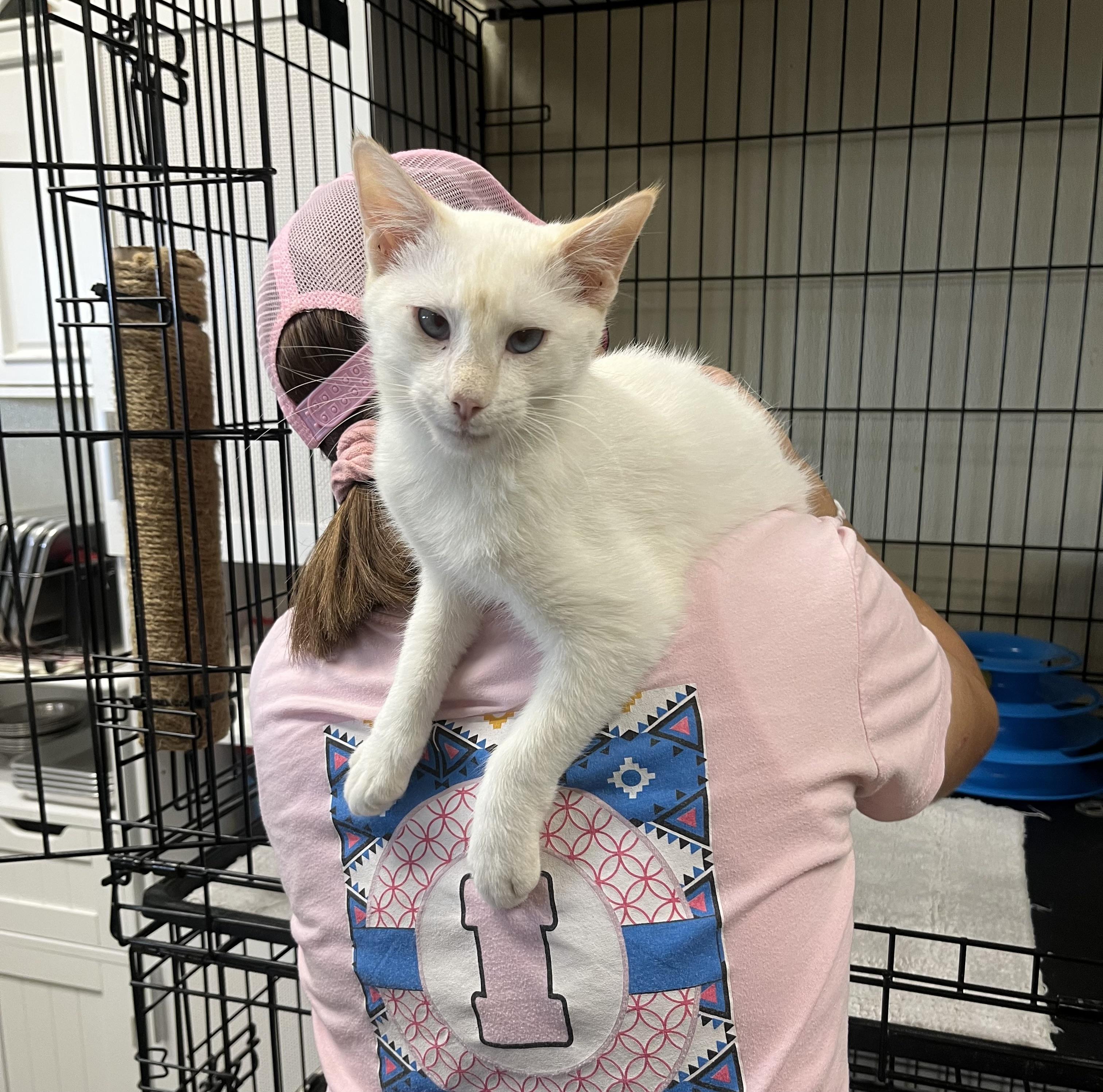 Enlarge Merlin, a Adoptable Siamese in Hillsboro, TX image 2/5
