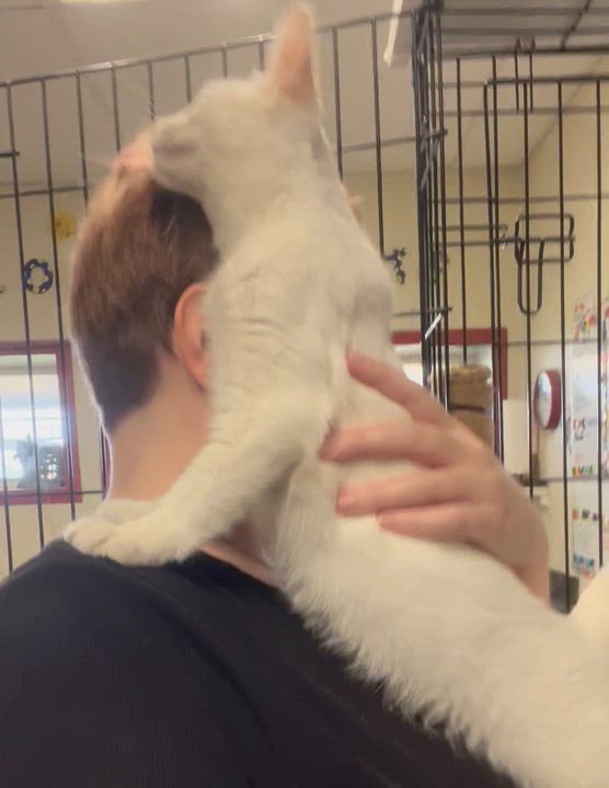 Enlarge Merlin, a Adoptable Siamese in Hillsboro, TX video 5/5