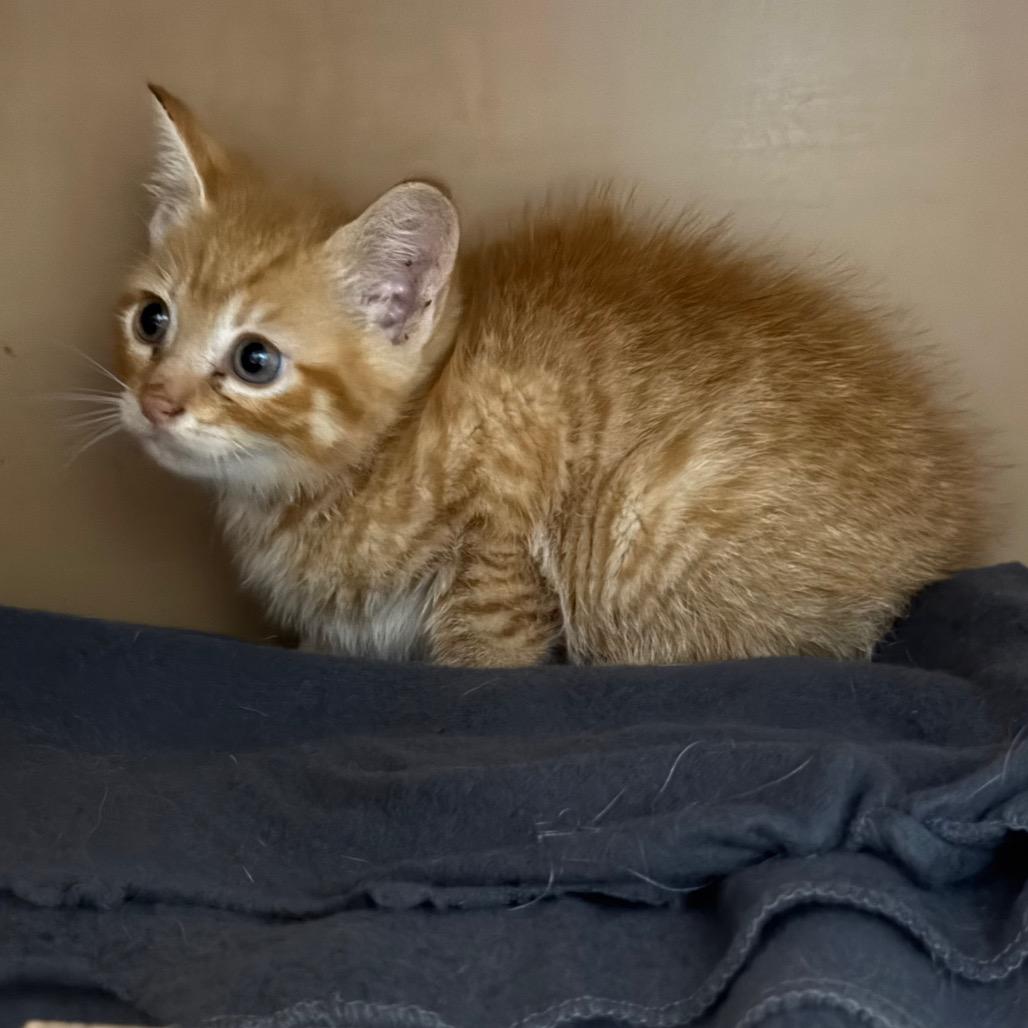 Orange-Spice, Adoptable, Kitten Male Domestic Short Hair & Domestic Short Hair.