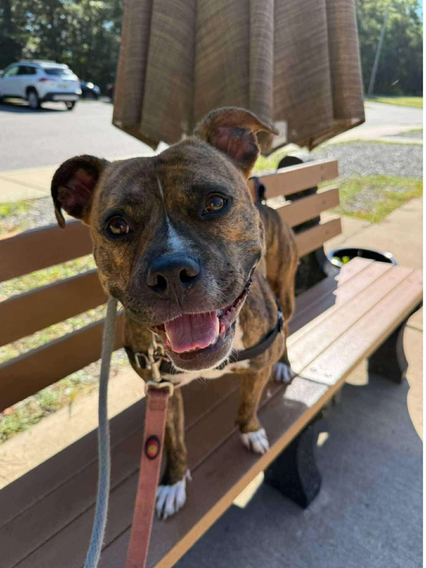Enlarge Pebbles, a Adoptable mixed breed in Jackson , NJ image 1/1