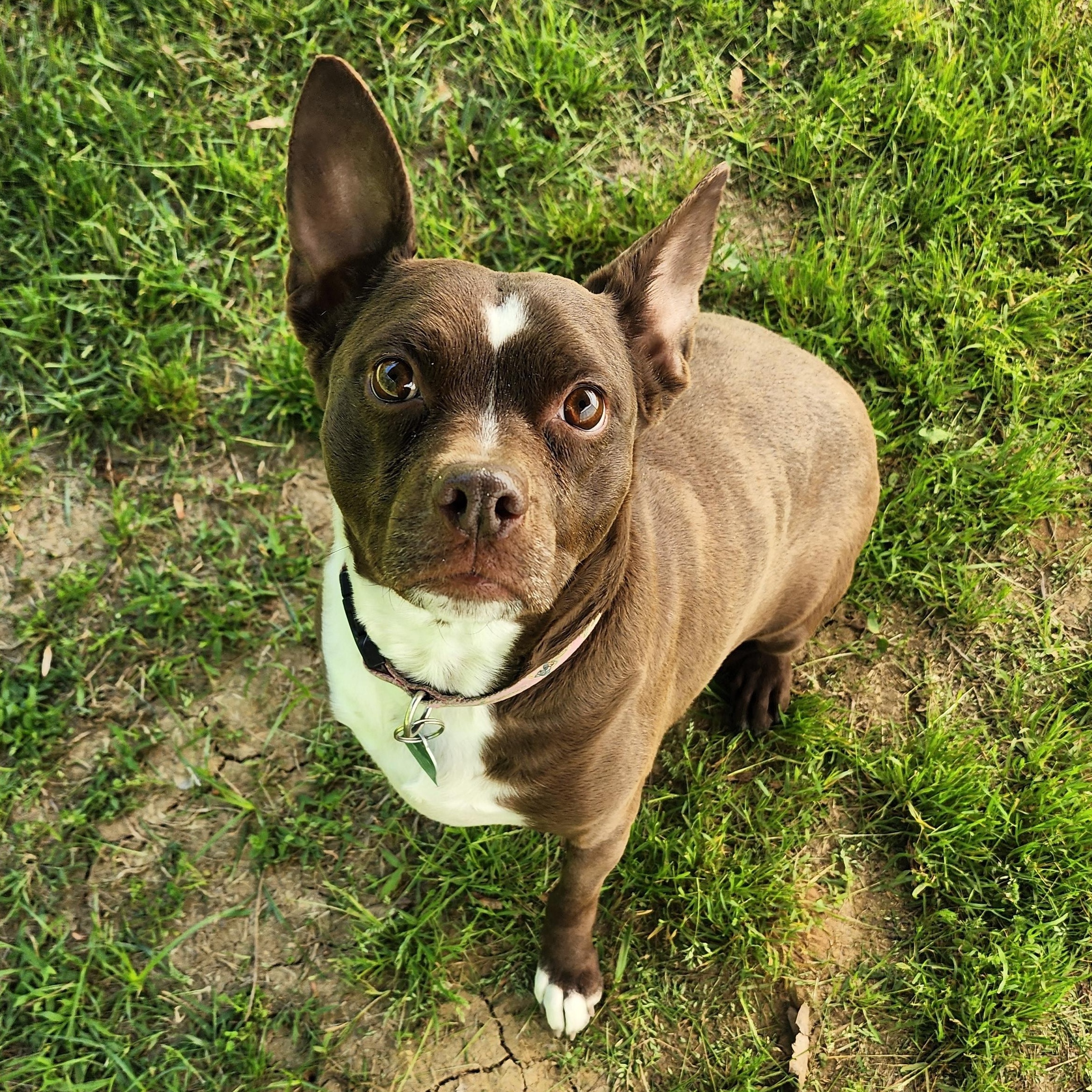 Baby Sasha, Adoptable, Adult Female Boston Terrier & Mixed Breed.