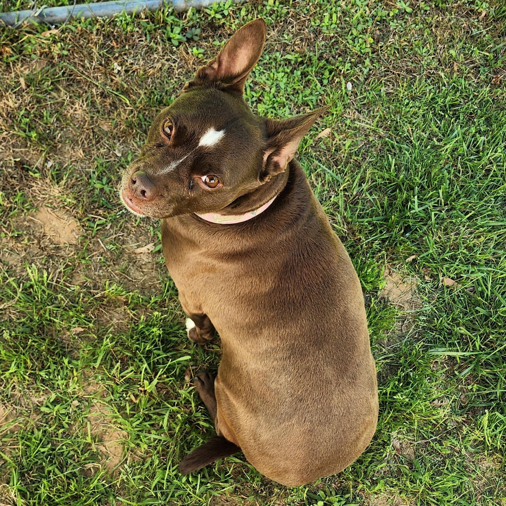 Baby Sasha, a Adoptable mixed breed in Greensboro, NC image 6/6