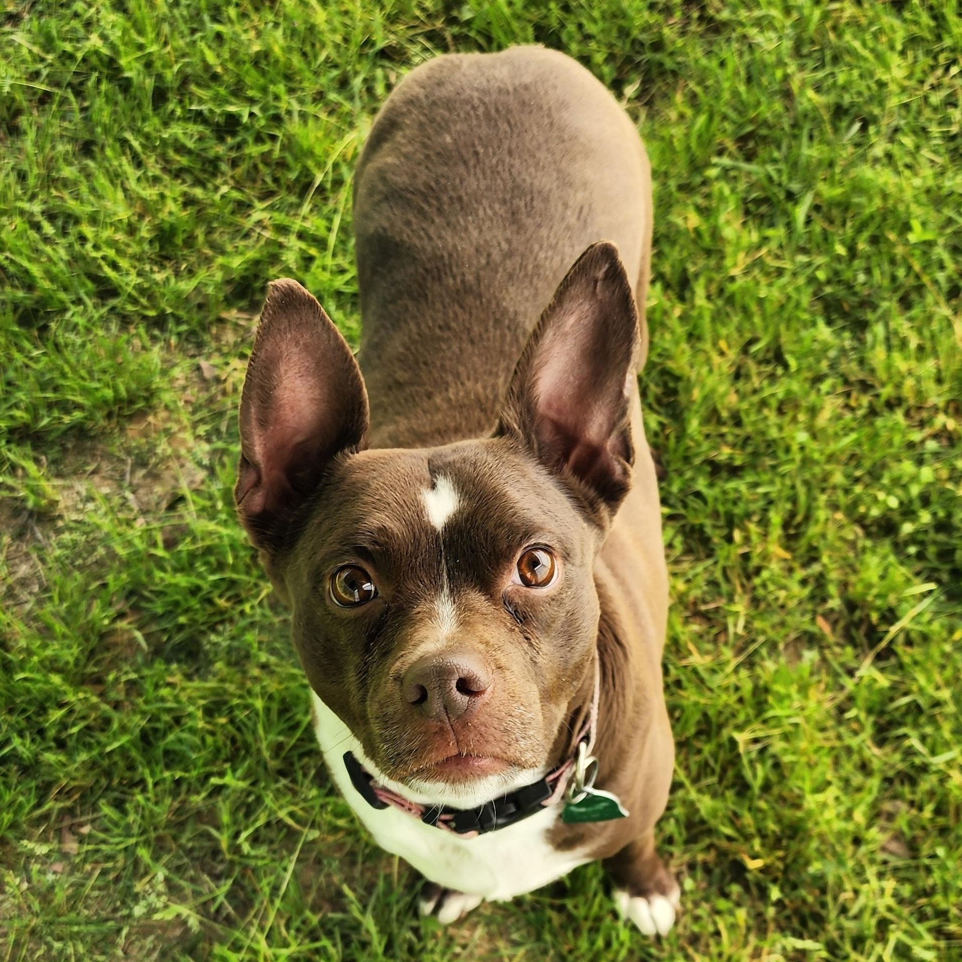 Baby Sasha, a Adoptable mixed breed in Greensboro, NC image 3/6