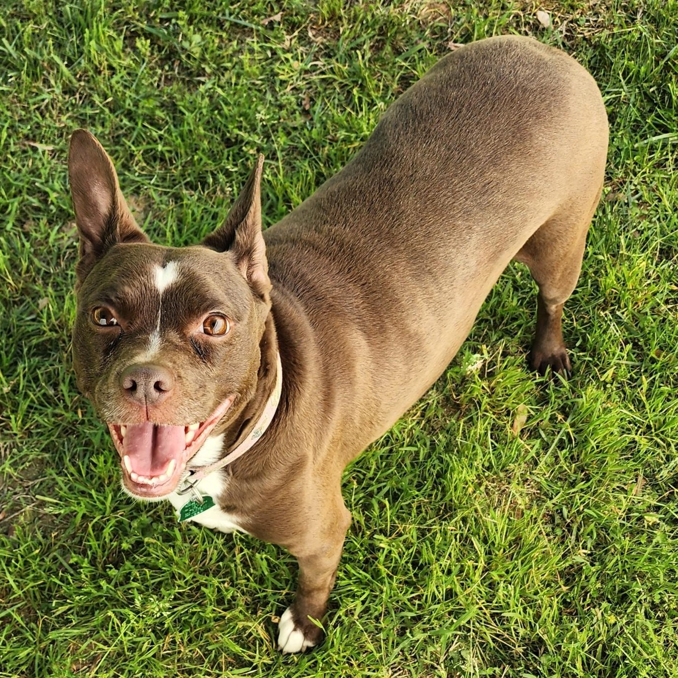 Baby Sasha, a Adoptable mixed breed in Greensboro, NC image 5/6