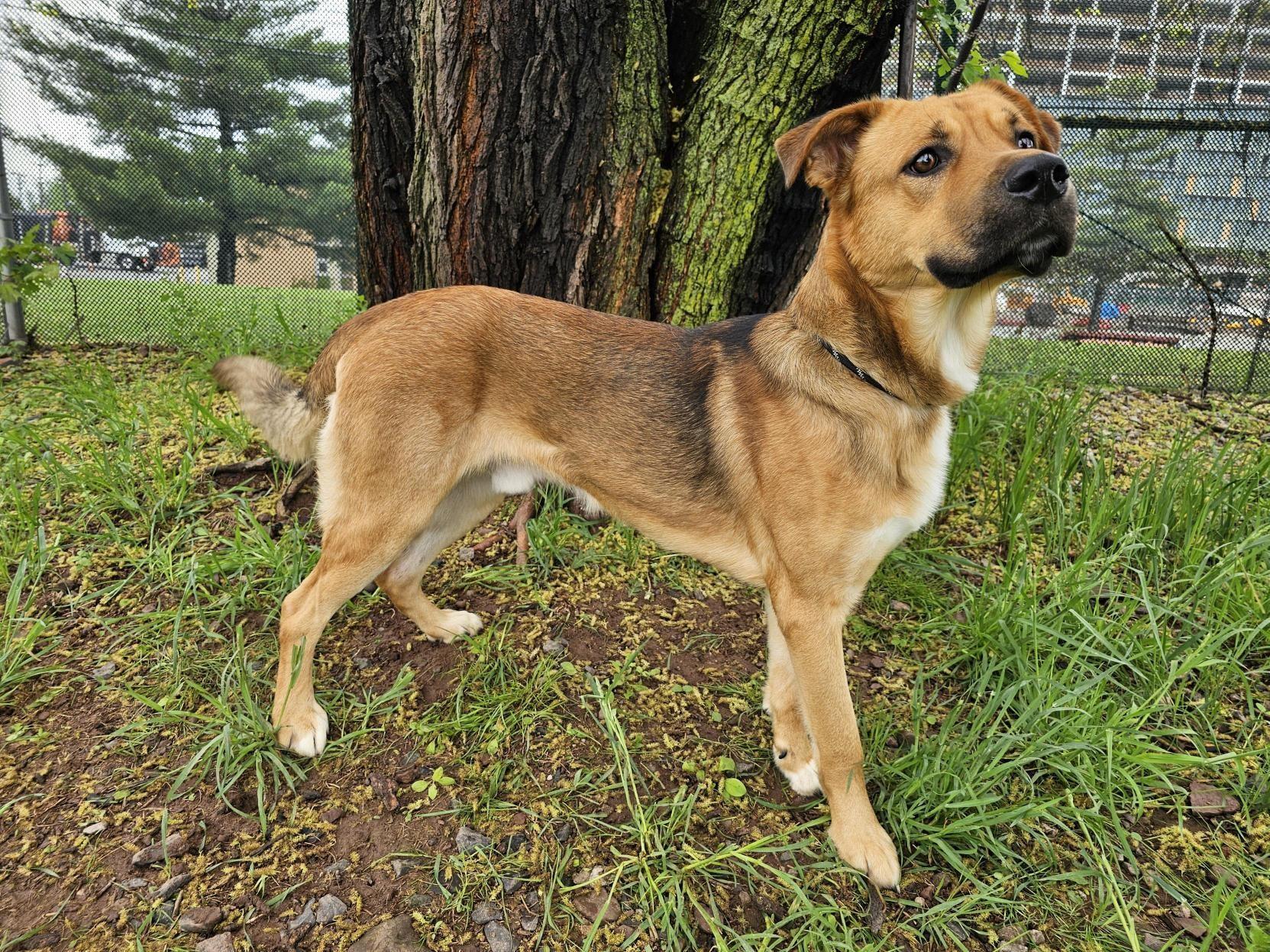 Toby, Young Male Shepherd