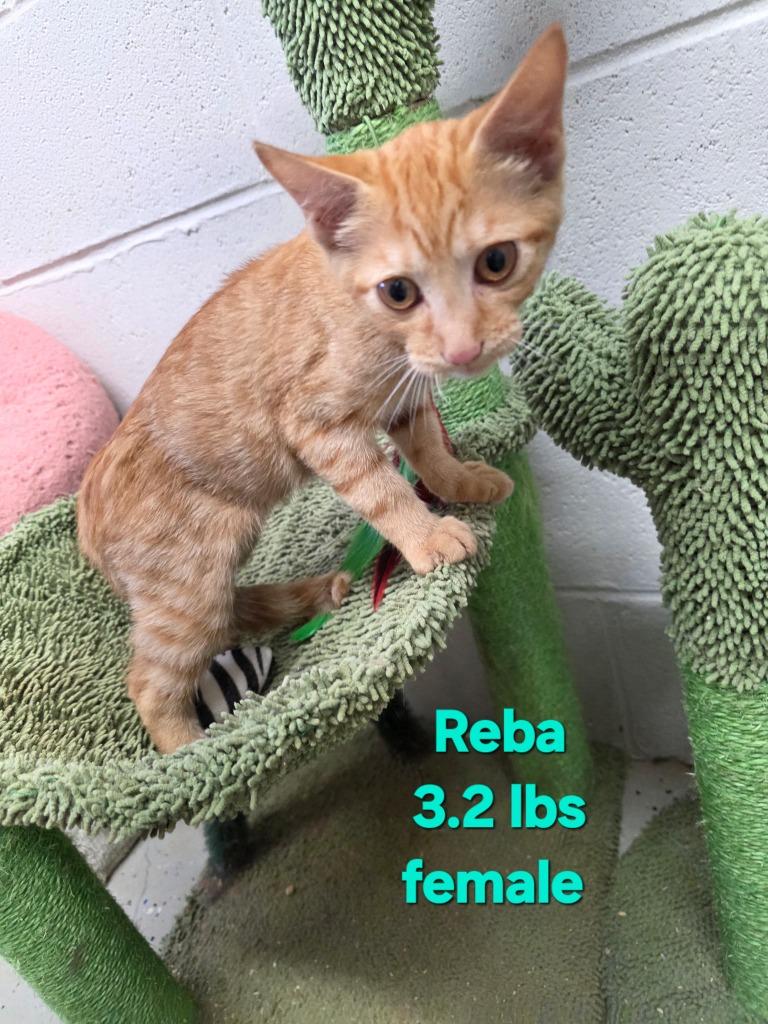Reba, Adoptable, Kitten Female Domestic Short Hair.