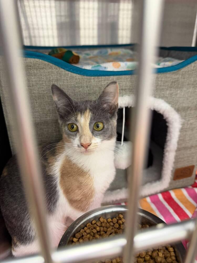 Chowder, a Adoptable Domestic Short Hair in Orlando, FL image 1/5