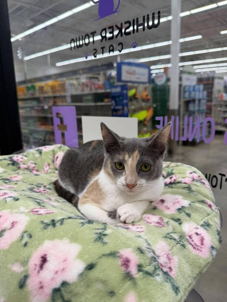 Chowder, a Adoptable Domestic Short Hair in Orlando, FL image 2/5