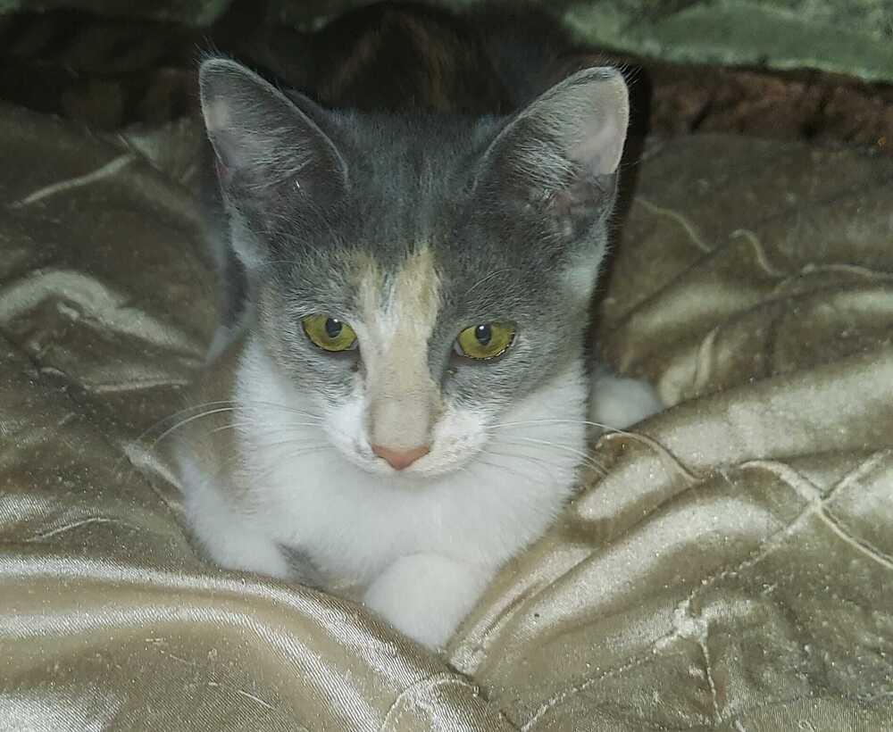 Chowder, a Adoptable Domestic Short Hair in Orlando, FL image 3/5