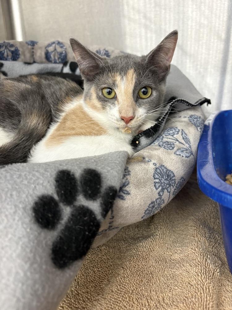 Chowder, a Adoptable Domestic Short Hair in Orlando, FL image 4/5