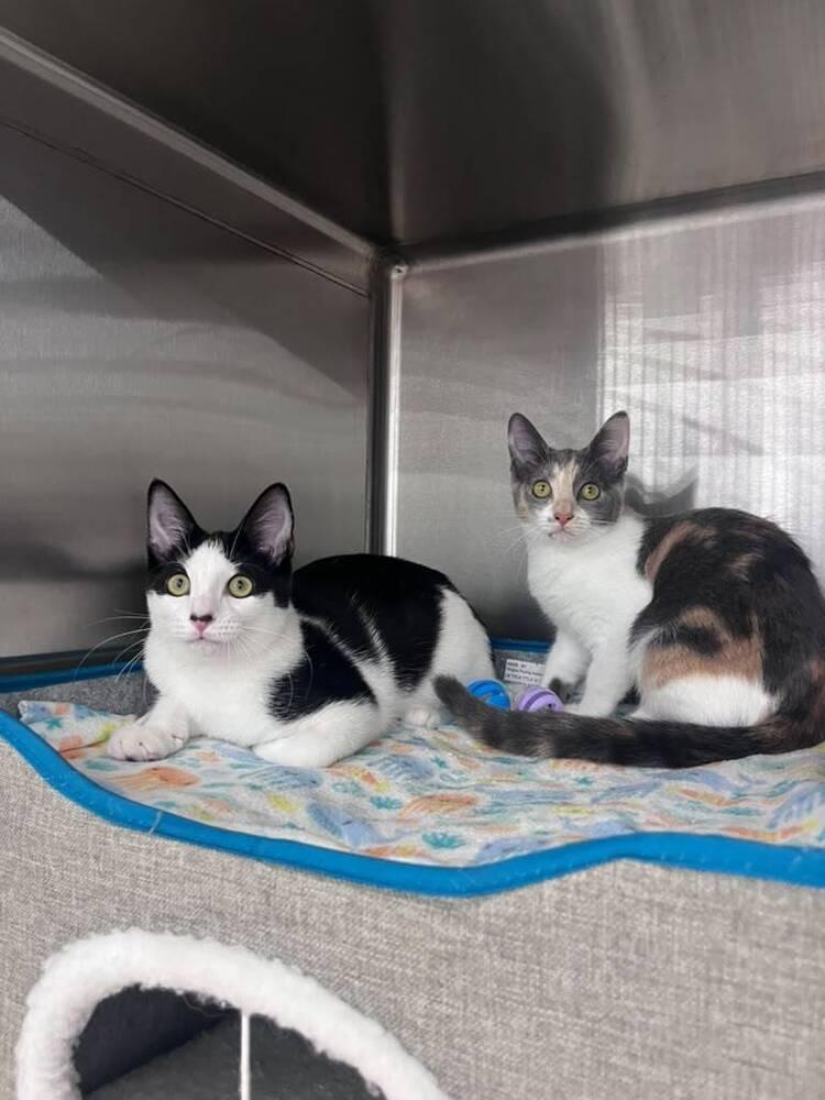Chowder, a Adoptable Domestic Short Hair in Orlando, FL image 5/5