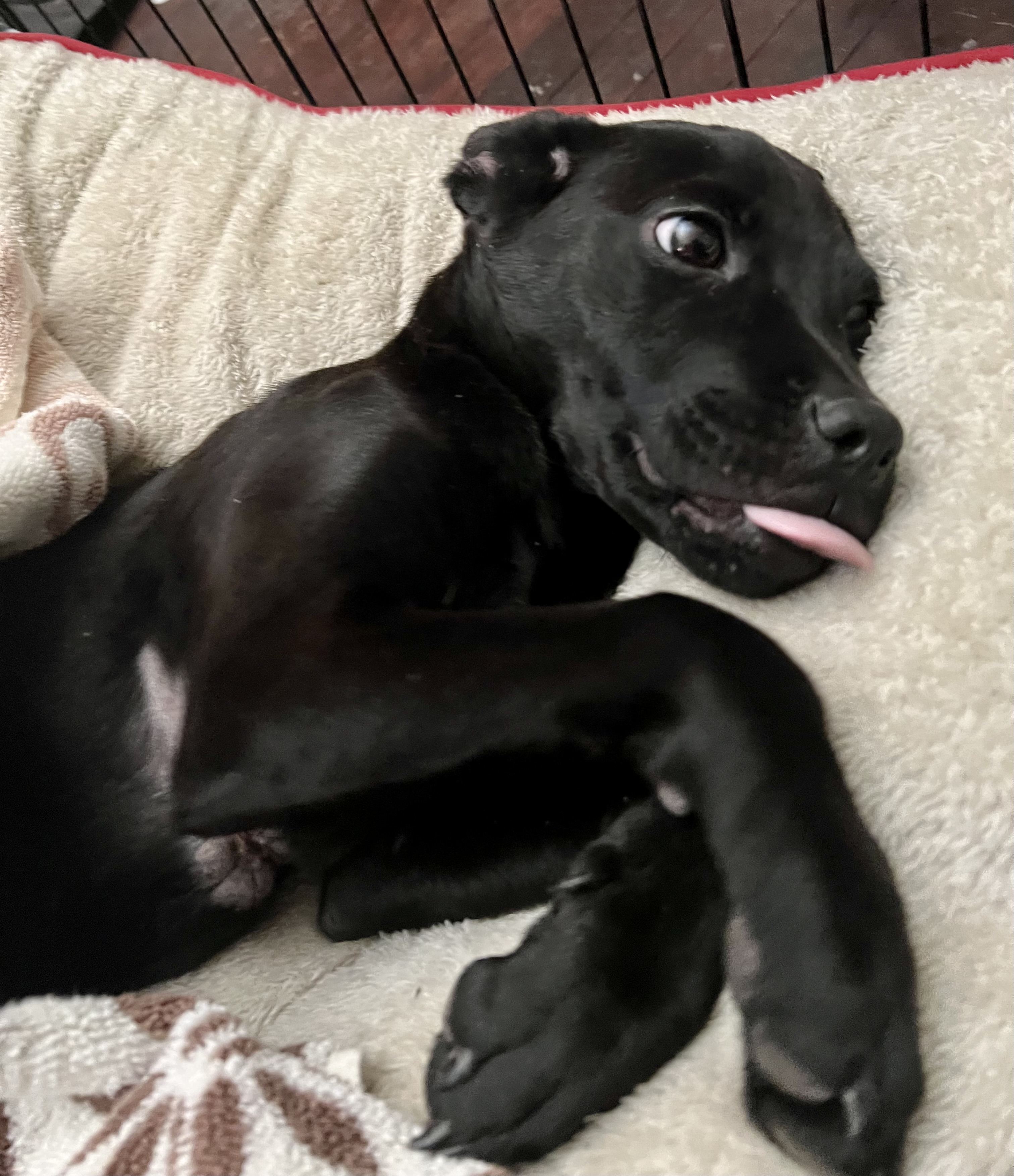 Enlarge Wilma, a Adoptable Black Labrador Retriever in San Antonio, TX image 2/5