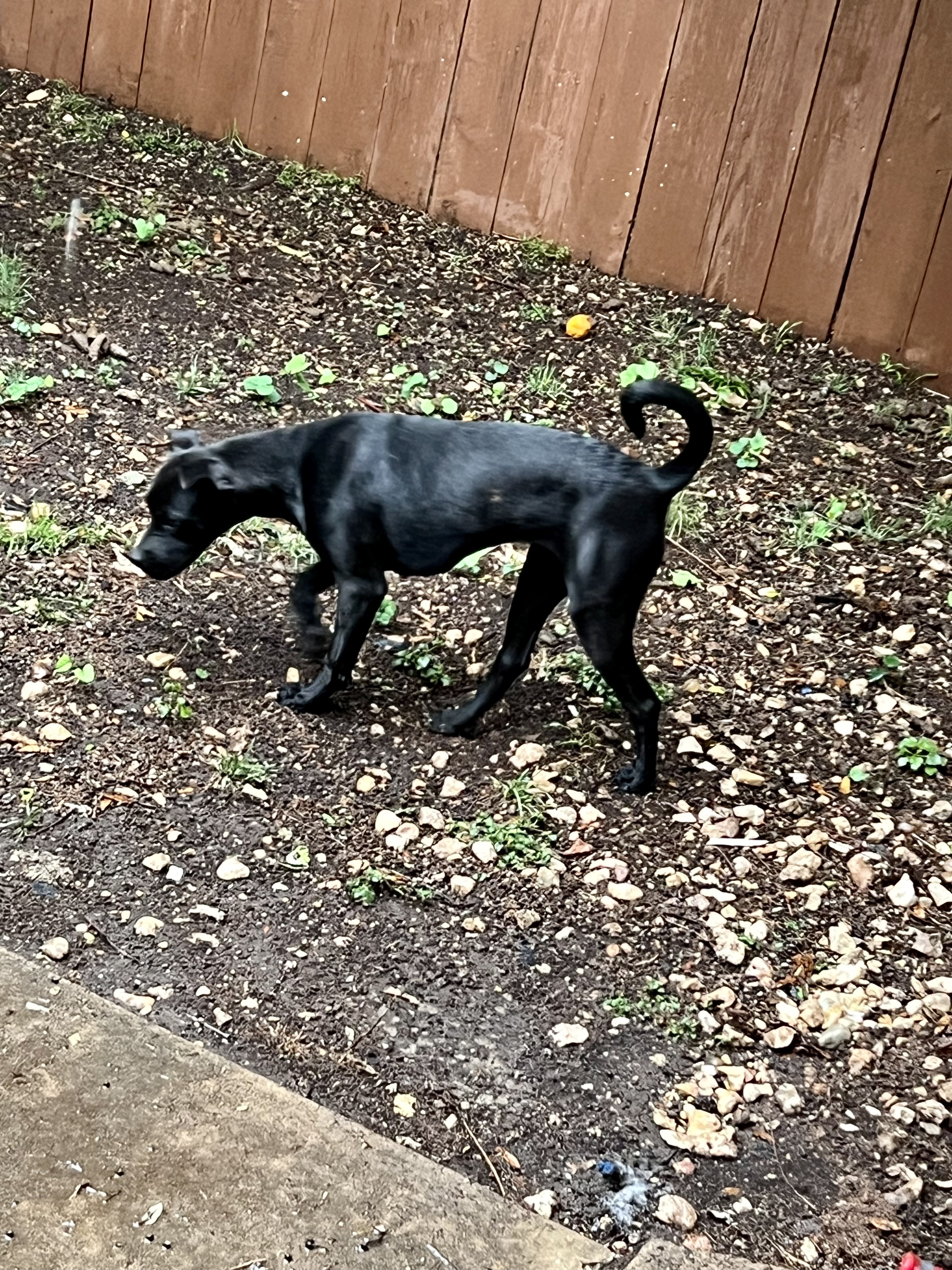 Enlarge Wilma, a Adoptable Black Labrador Retriever in San Antonio, TX image 3/5