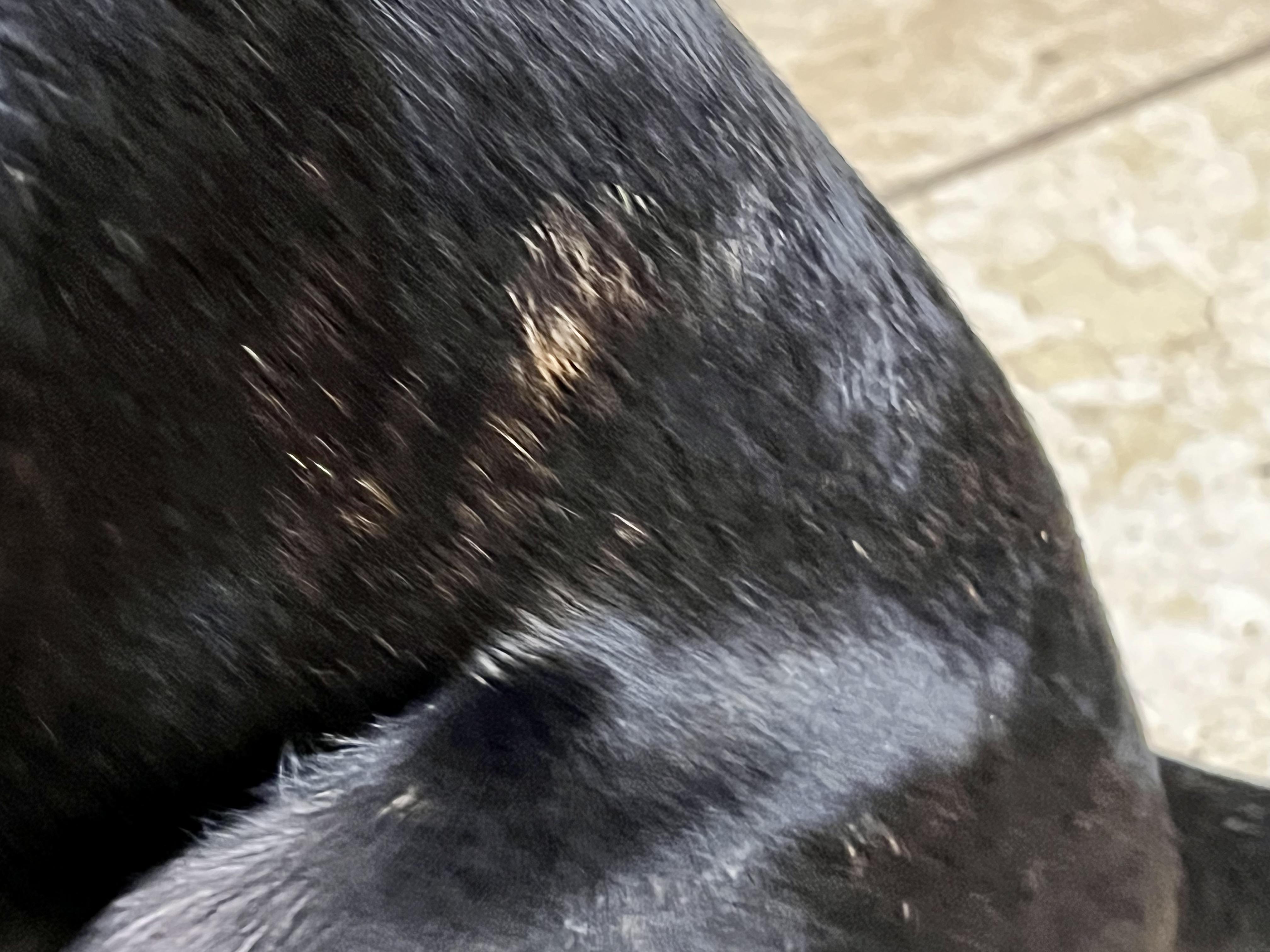 Enlarge Wilma, a Adoptable Black Labrador Retriever in San Antonio, TX image 4/5