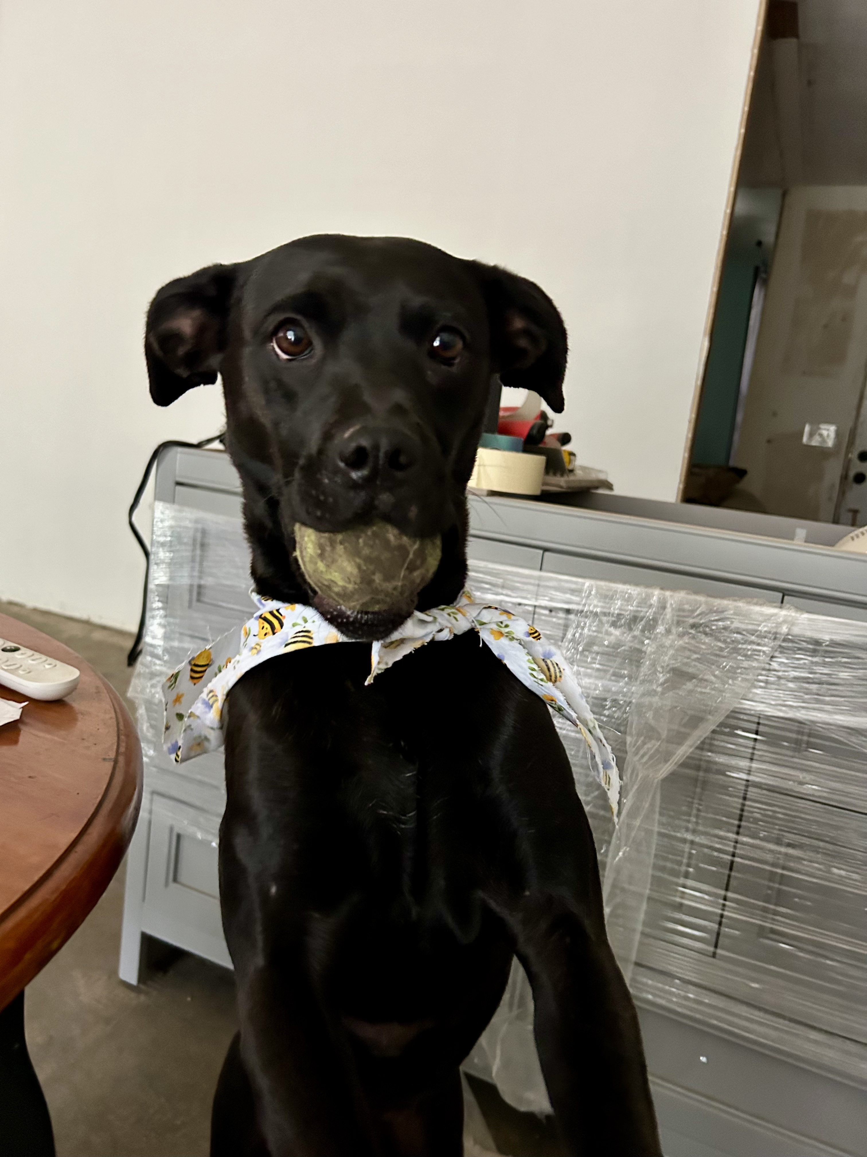 Wilma, Adoptable, Young Female Black Labrador Retriever.