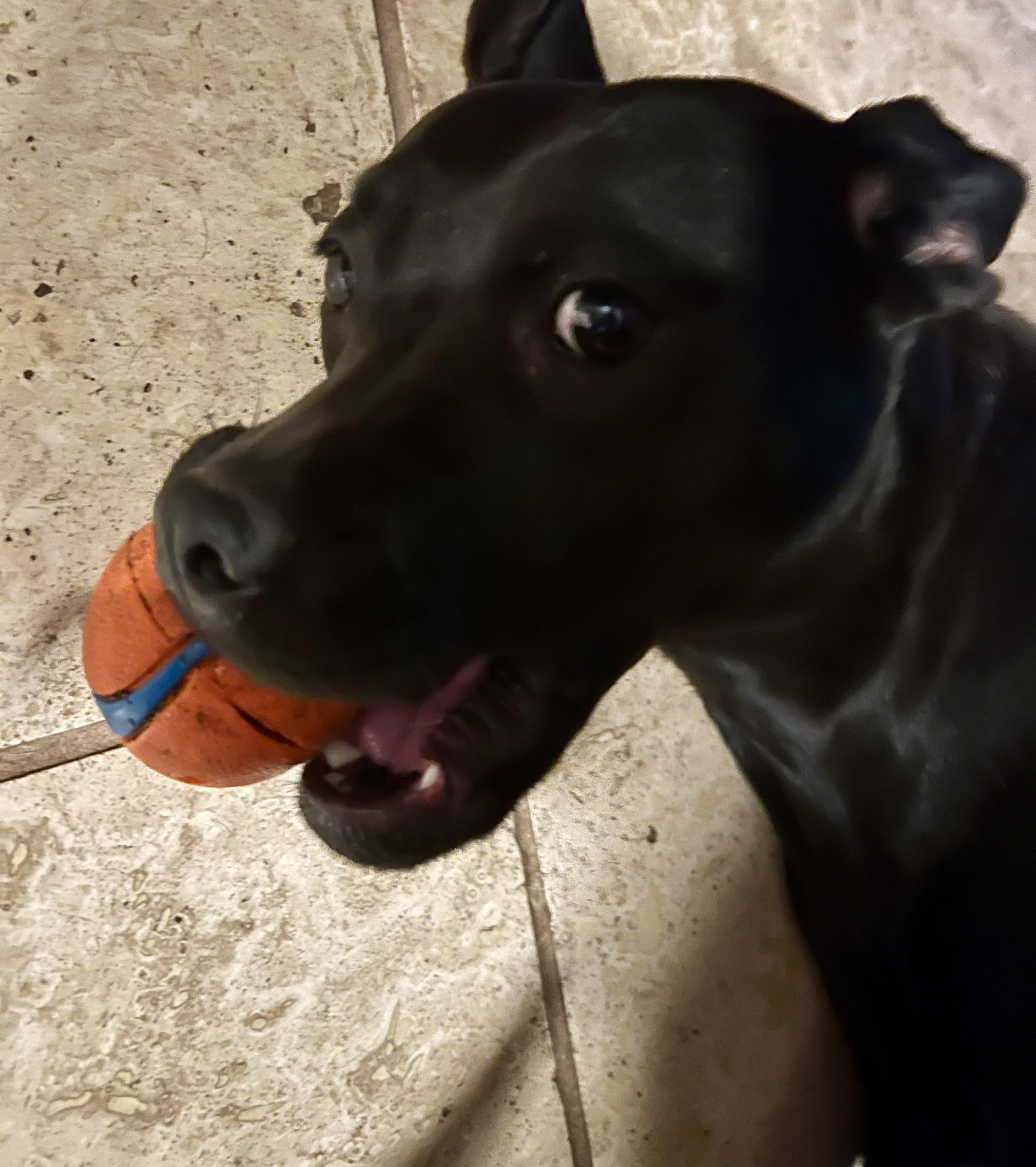 Enlarge Wilma, a Adoptable Black Labrador Retriever in San Antonio, TX image 5/5