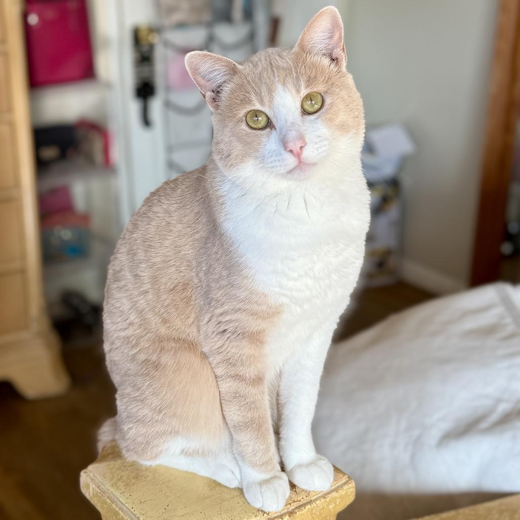 Sebastian — thumbnail 4