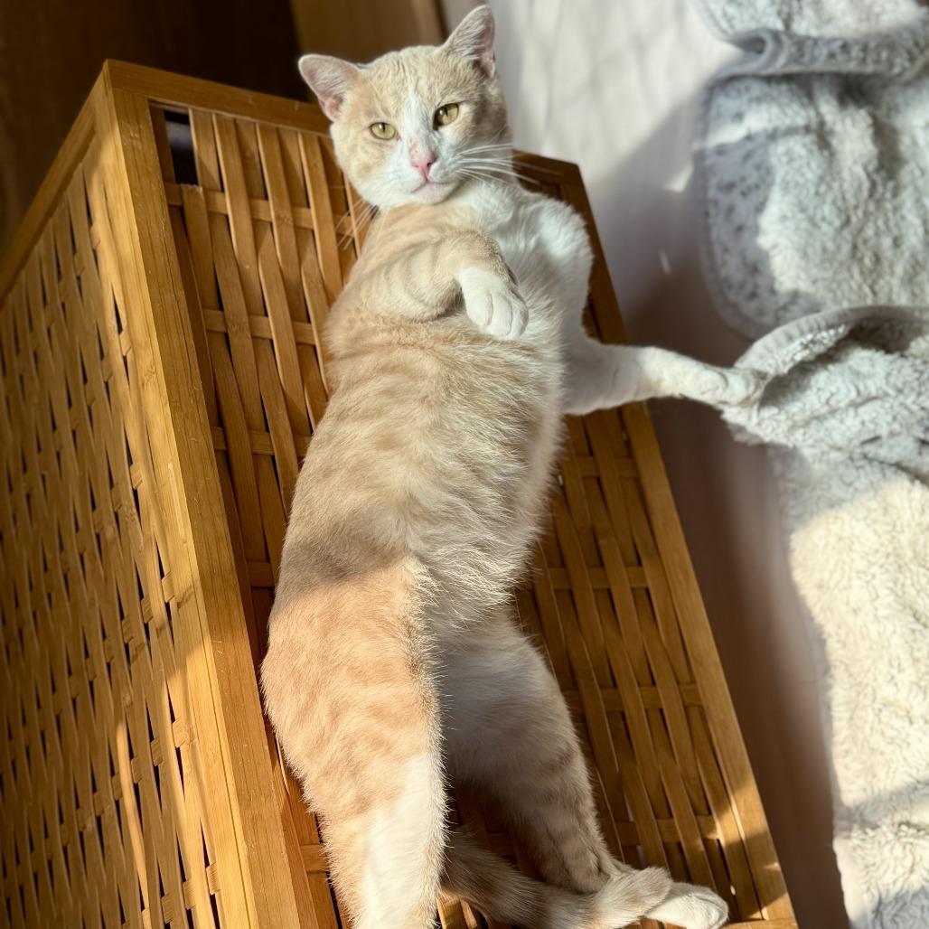 Sebastian — thumbnail 5