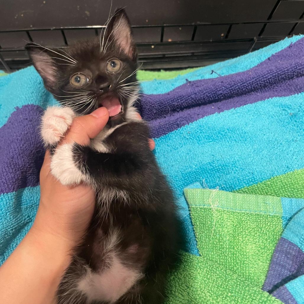 Enlarge Fiber One, a Adoptable Domestic Short Hair in Belleville, IL image 1/6