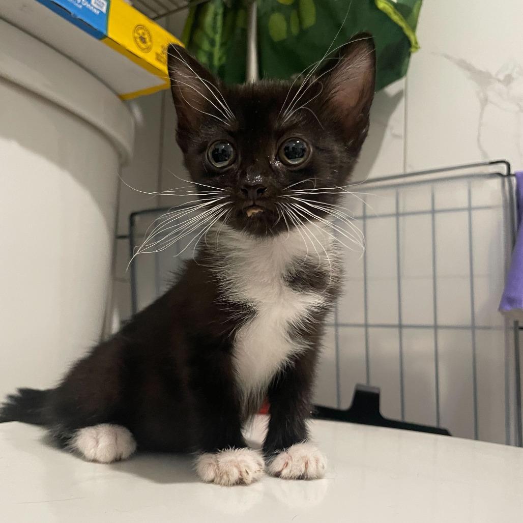 Enlarge Fiber One, a Adoptable Domestic Short Hair in Belleville, IL image 2/6