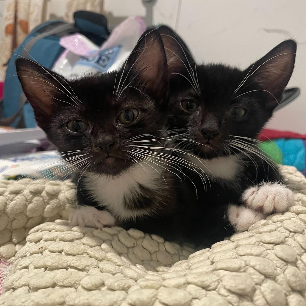 Enlarge Fiber One, a Adoptable Domestic Short Hair in Belleville, IL image 3/6