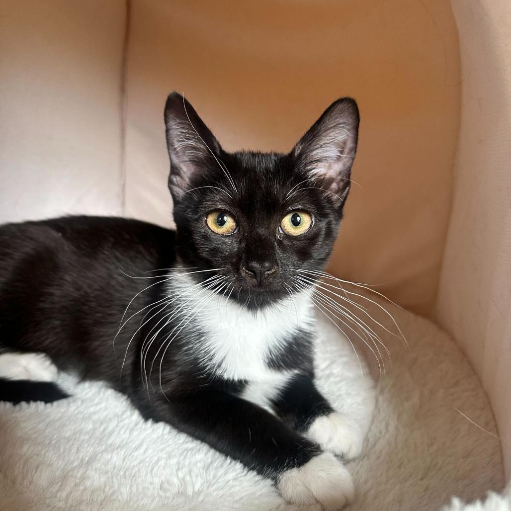 Enlarge Fiber One, a Adoptable Domestic Short Hair in Belleville, IL image 4/6