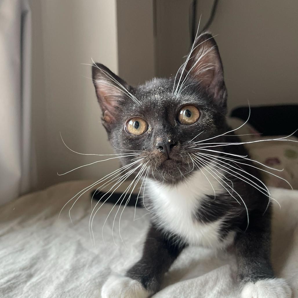 Enlarge Fiber One, a Adoptable Domestic Short Hair in Belleville, IL image 5/6