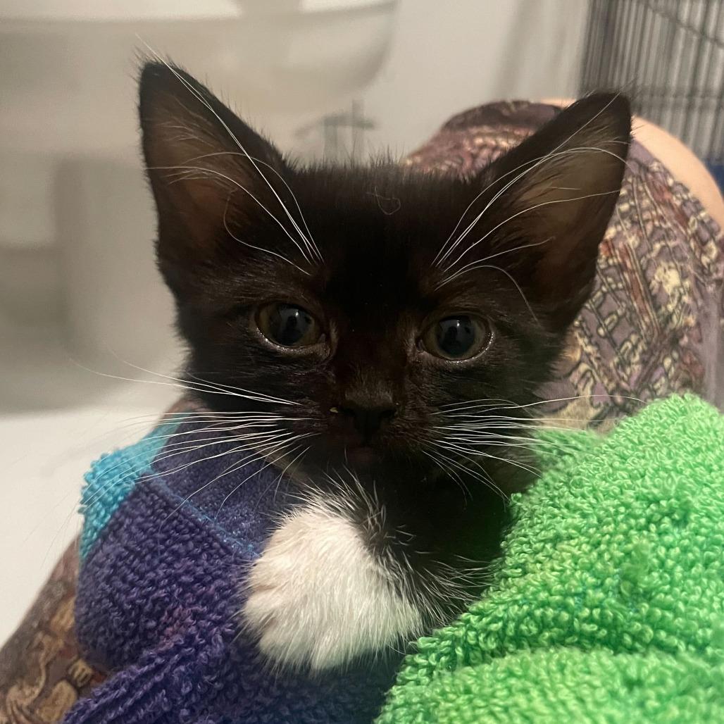 Enlarge Fiber One, a Adoptable Domestic Short Hair in Belleville, IL image 6/6