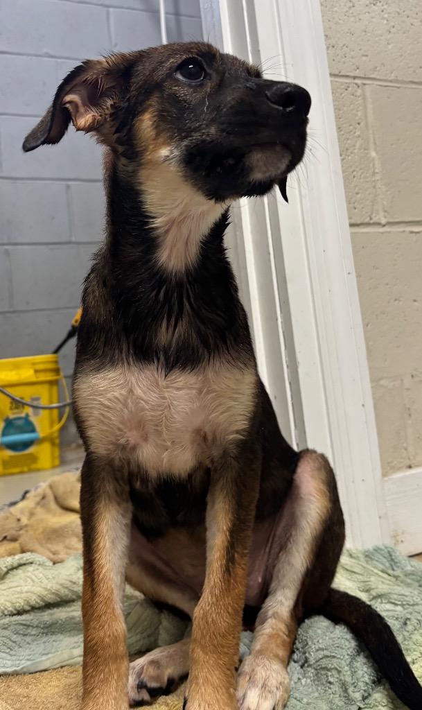 Maple, Adoptable, Puppy Female Mixed Breed.